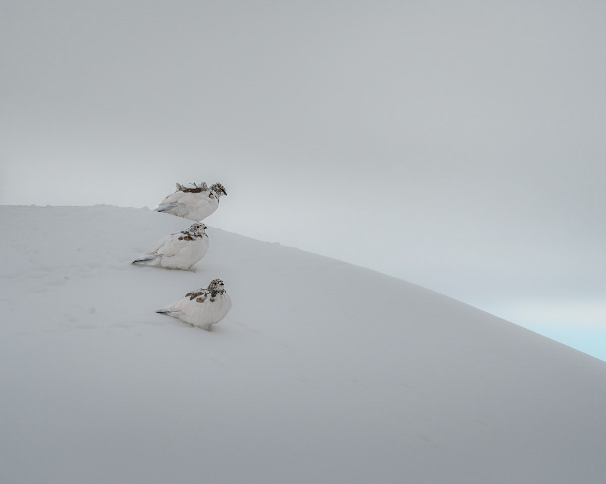 Zwei Hühner und ein Hahn