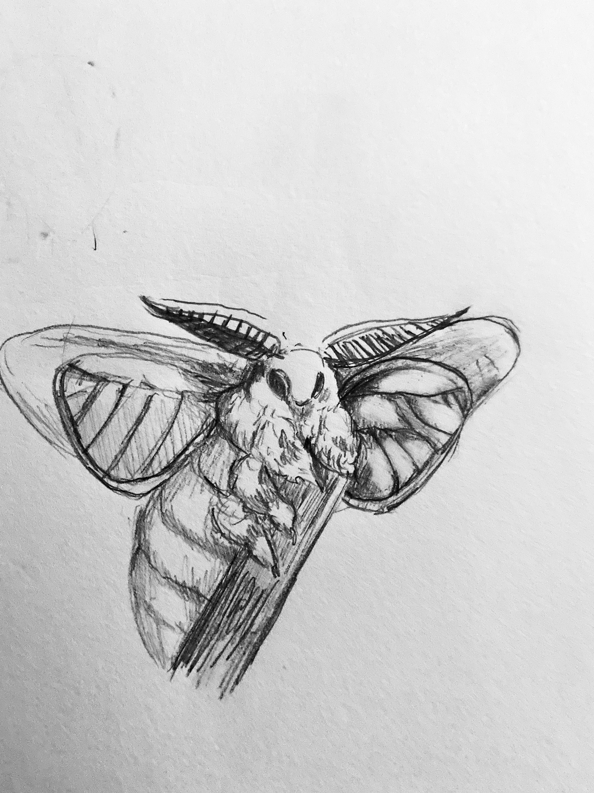 Moth Study