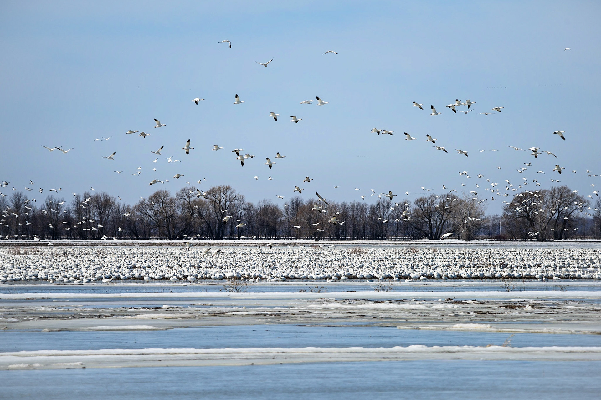 Paul Lemire Photographie Série nature BaieduFebvre
