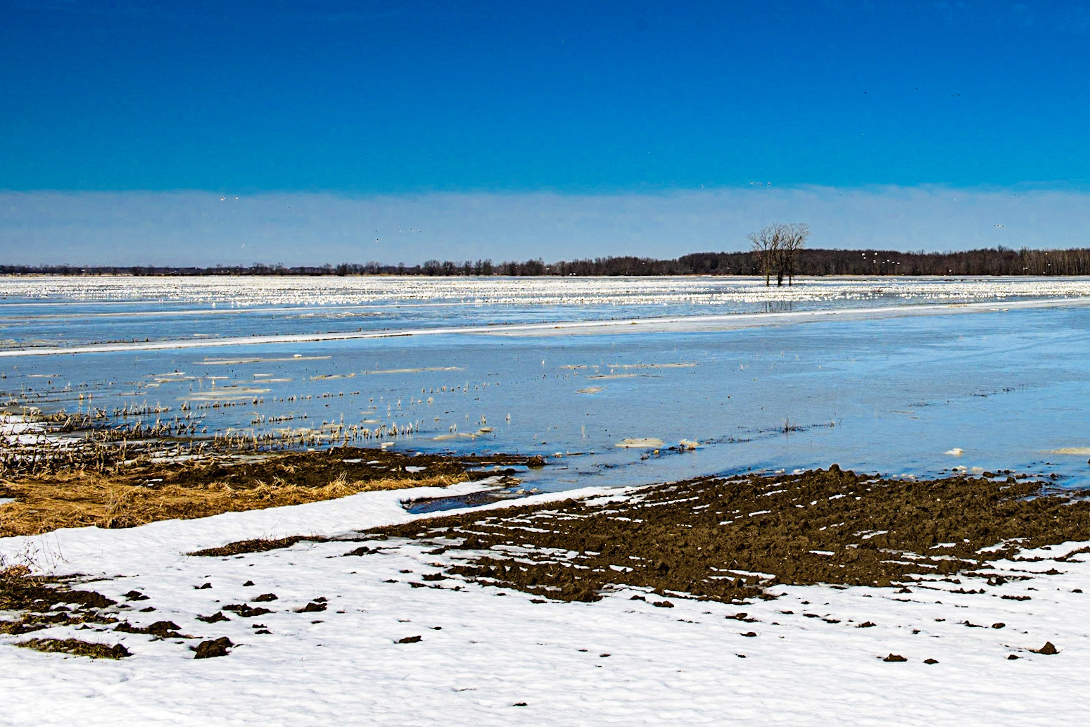 Photo © Paul Lemire ⏎ Série nature BaieduFebvre