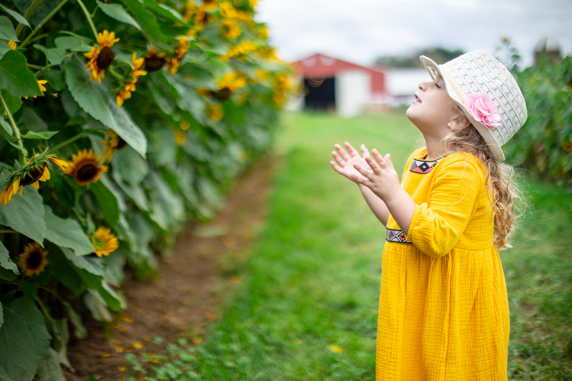 Sunflower Festival