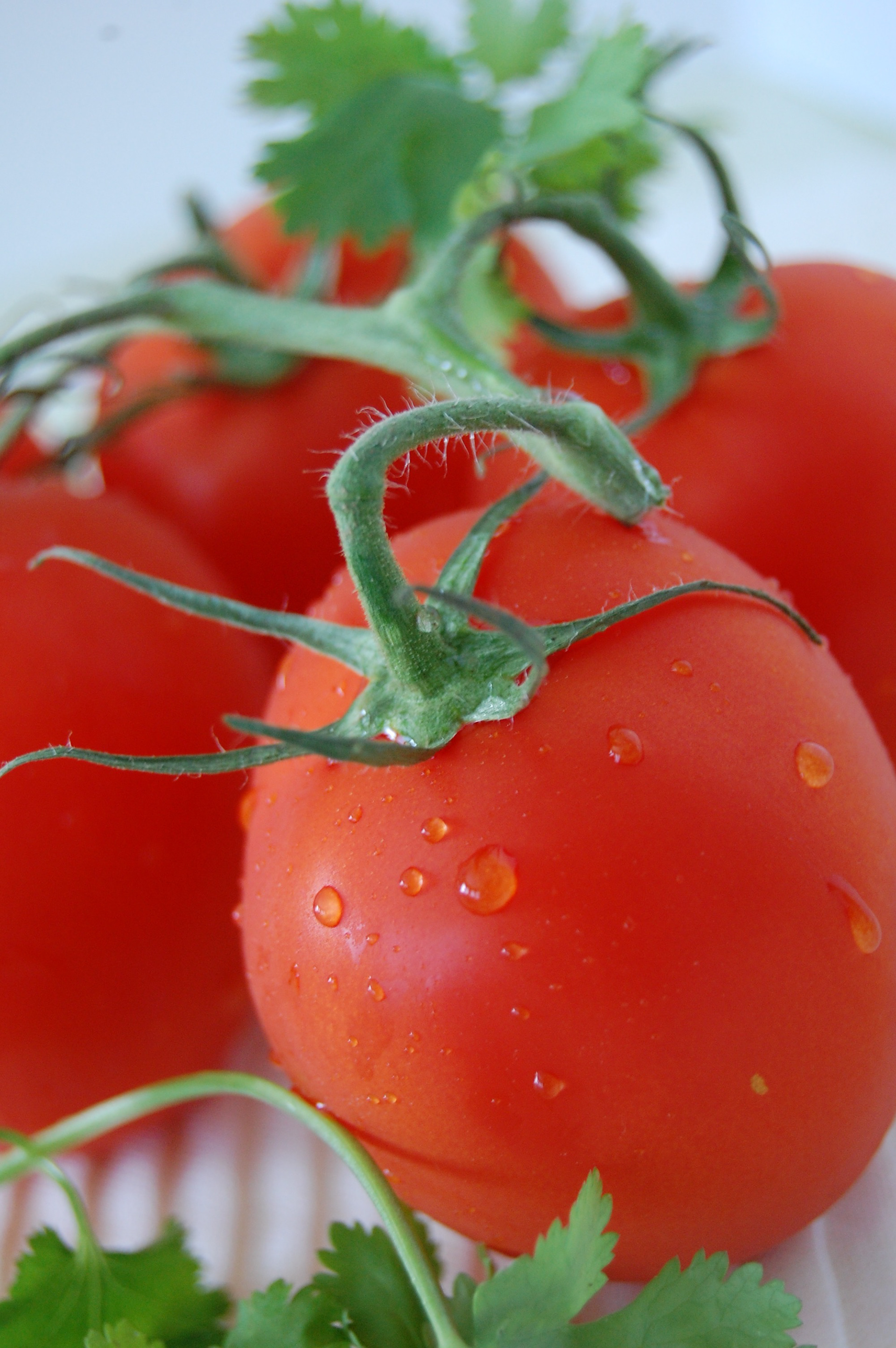 Tomatoes, 2016, 12" x 8"