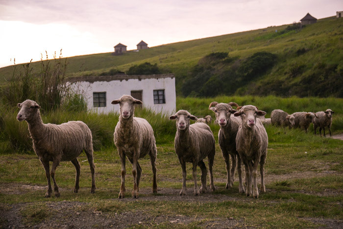 Old Transkei Sheep Photo