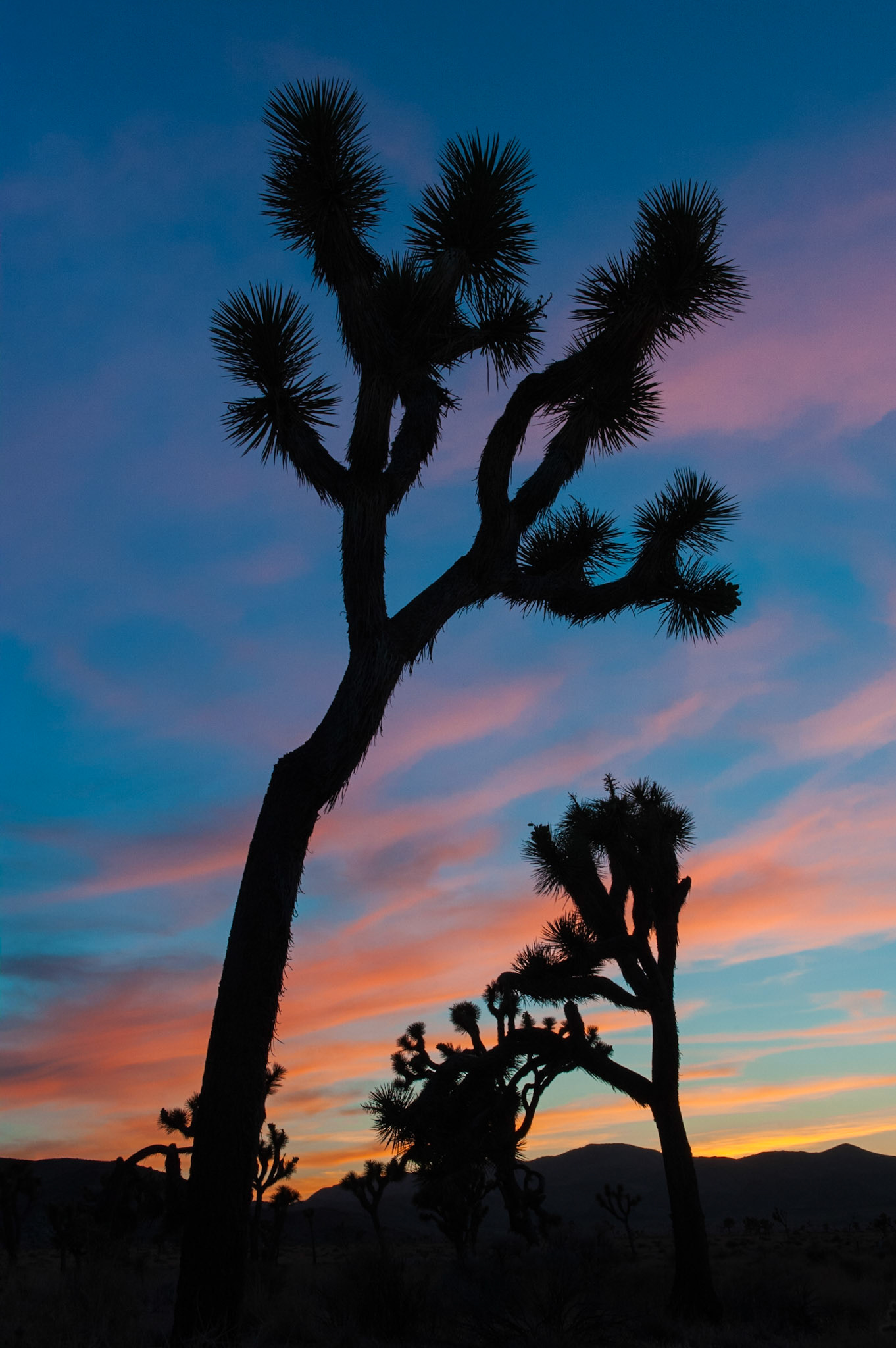 Joshua Tree