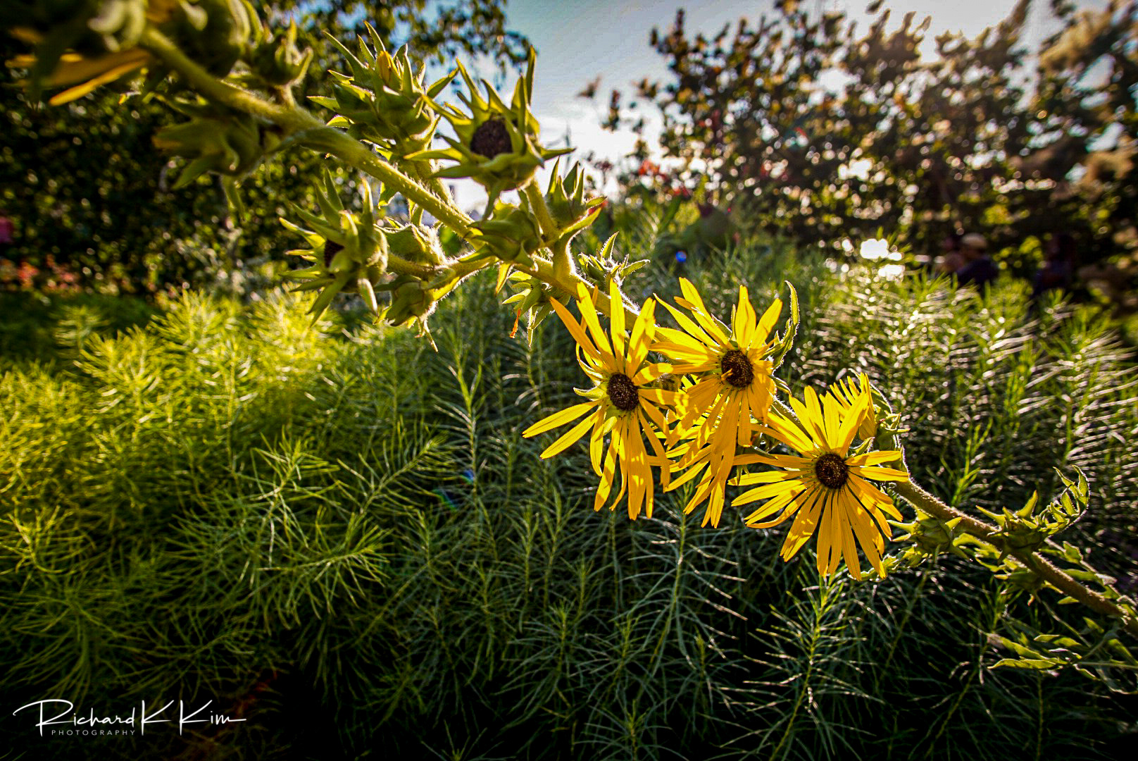 High Line (New York, NY)