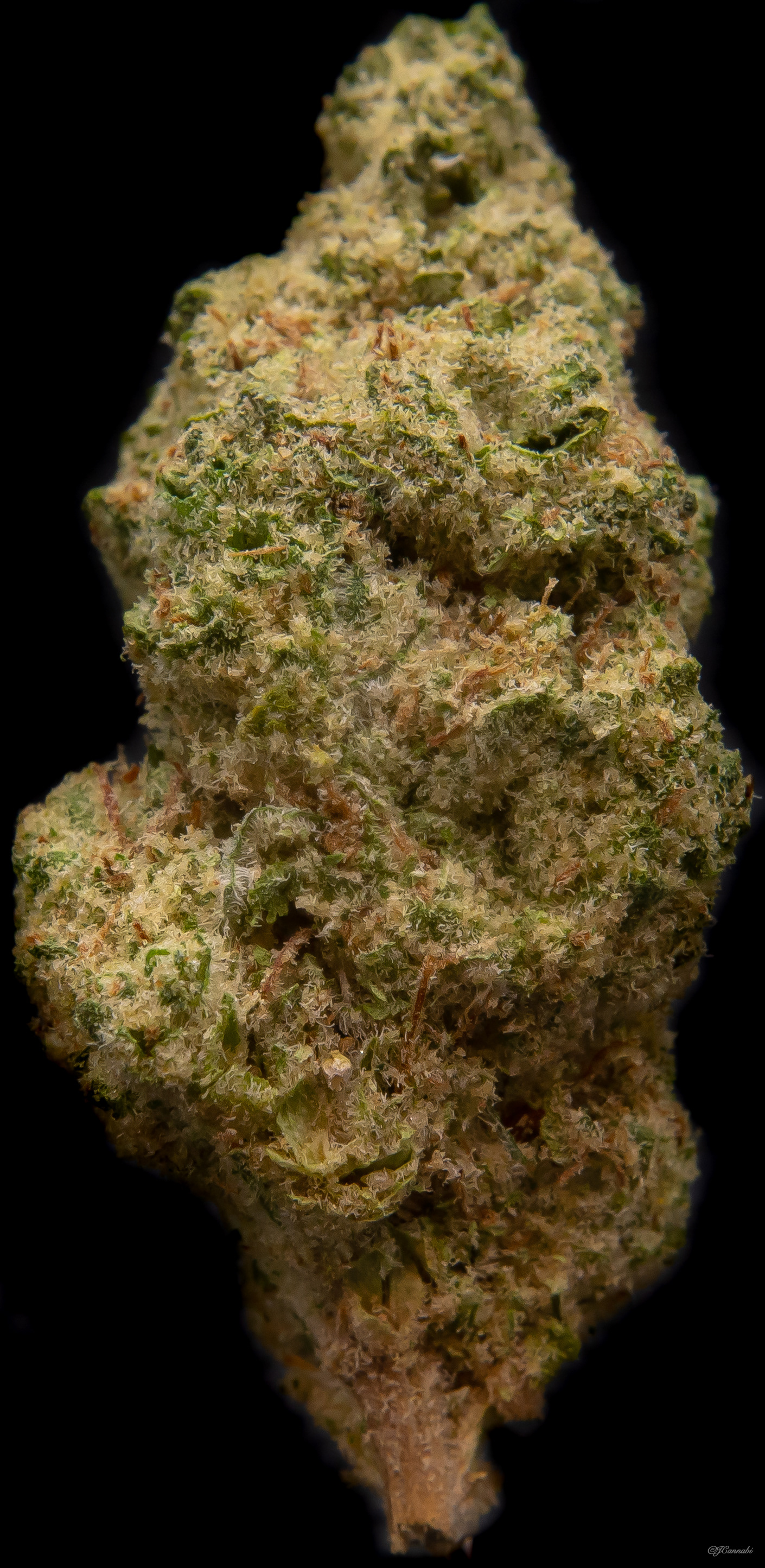 Donkey Butter (Hiatus)