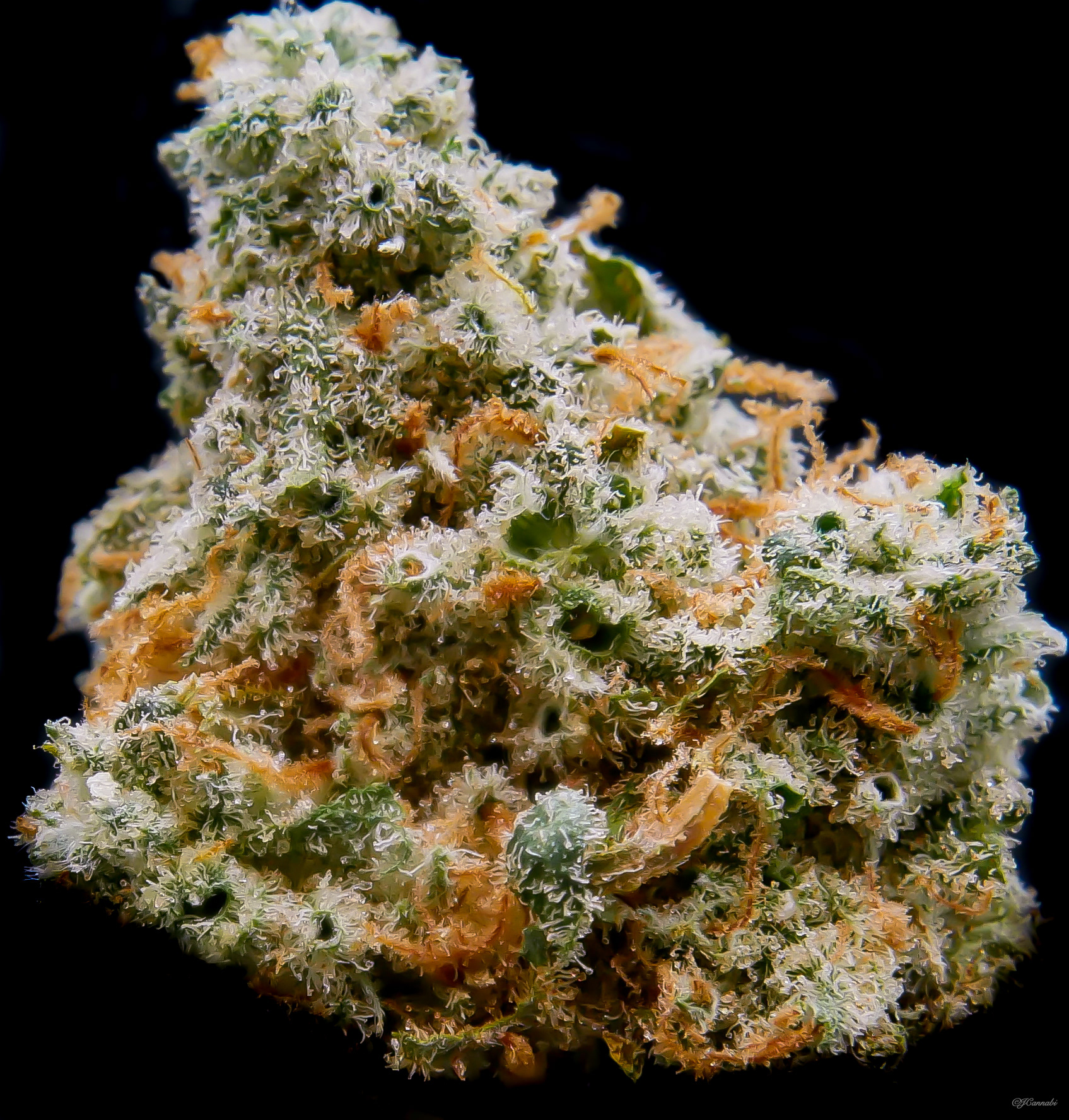 J1 - Skunk #1 x Jack Herer (Certified Magic)