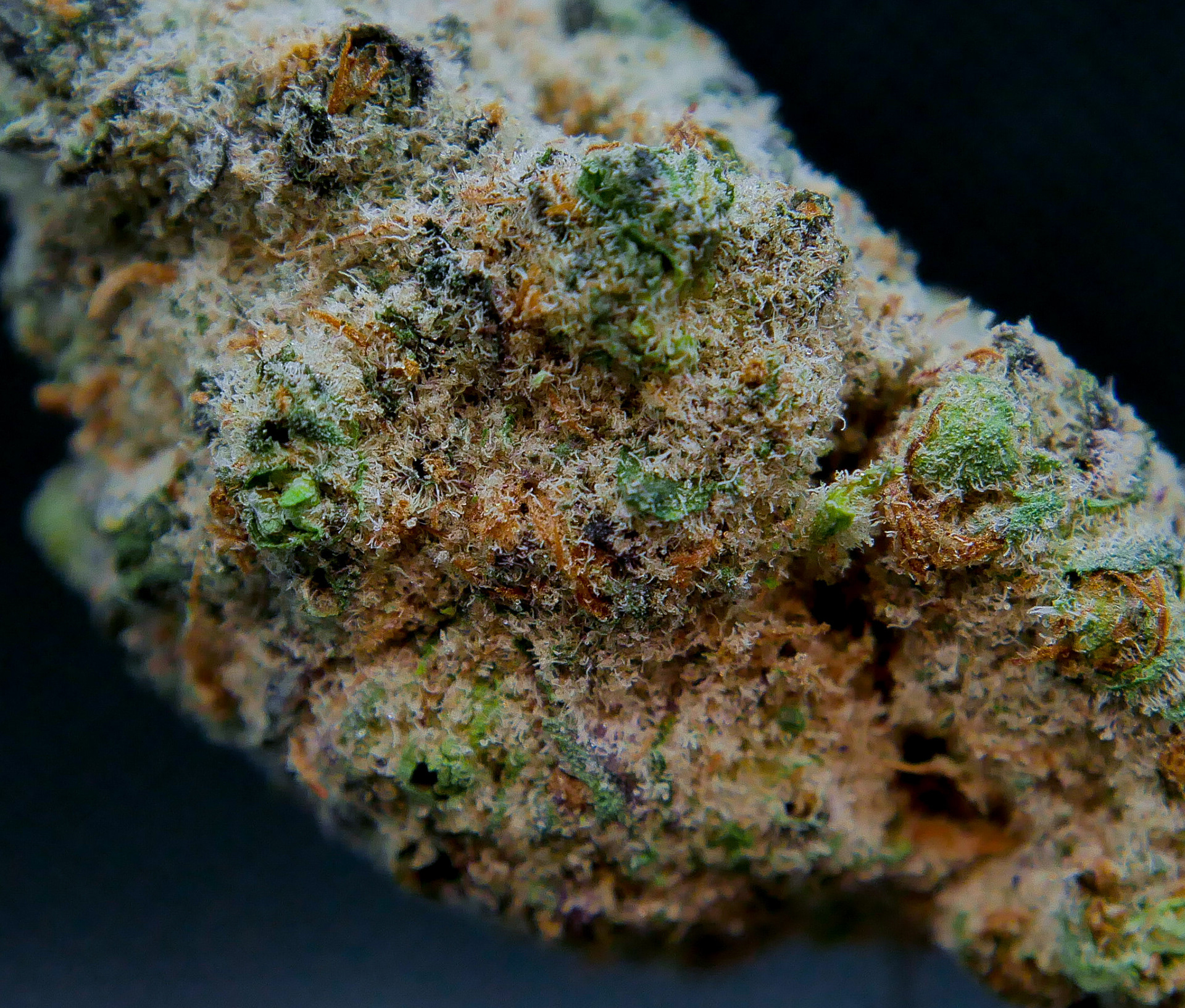 Vanilla Gorilla (Hiatus)