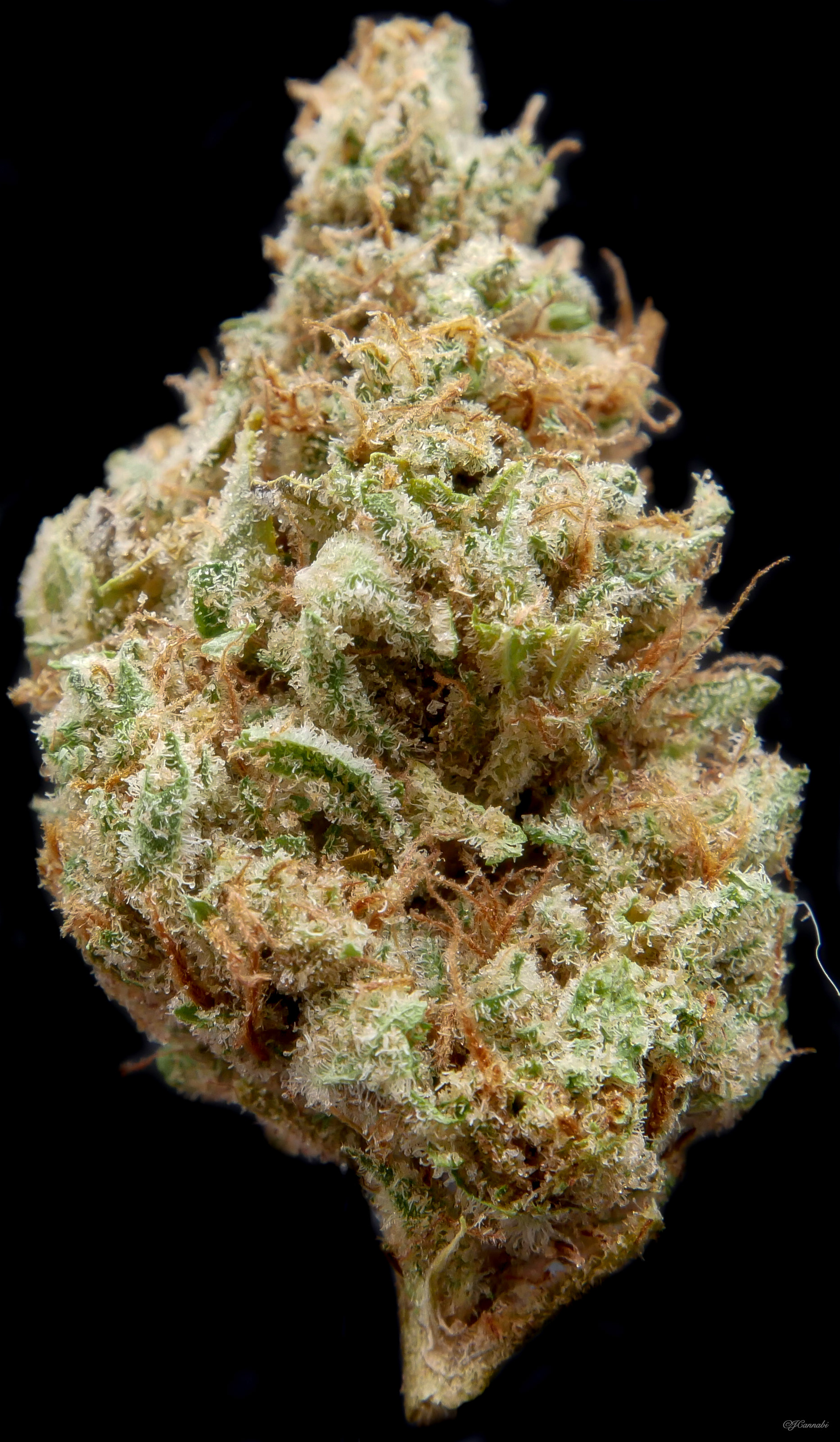 Pank's Lemonade (Dank by Pank)