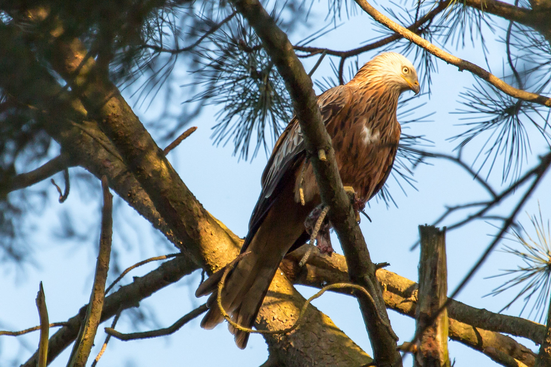 The Surrey Journal Red Kites attempting to nest