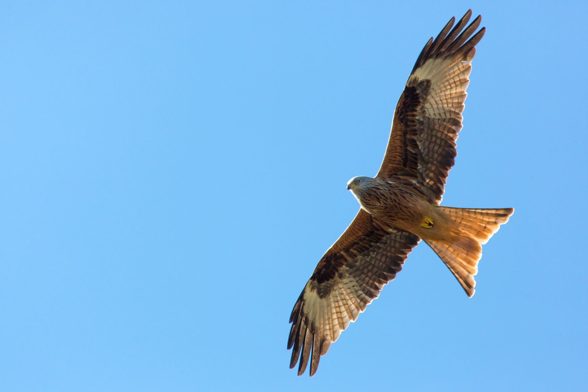 The Surrey Journal Red Kites attempting to nest