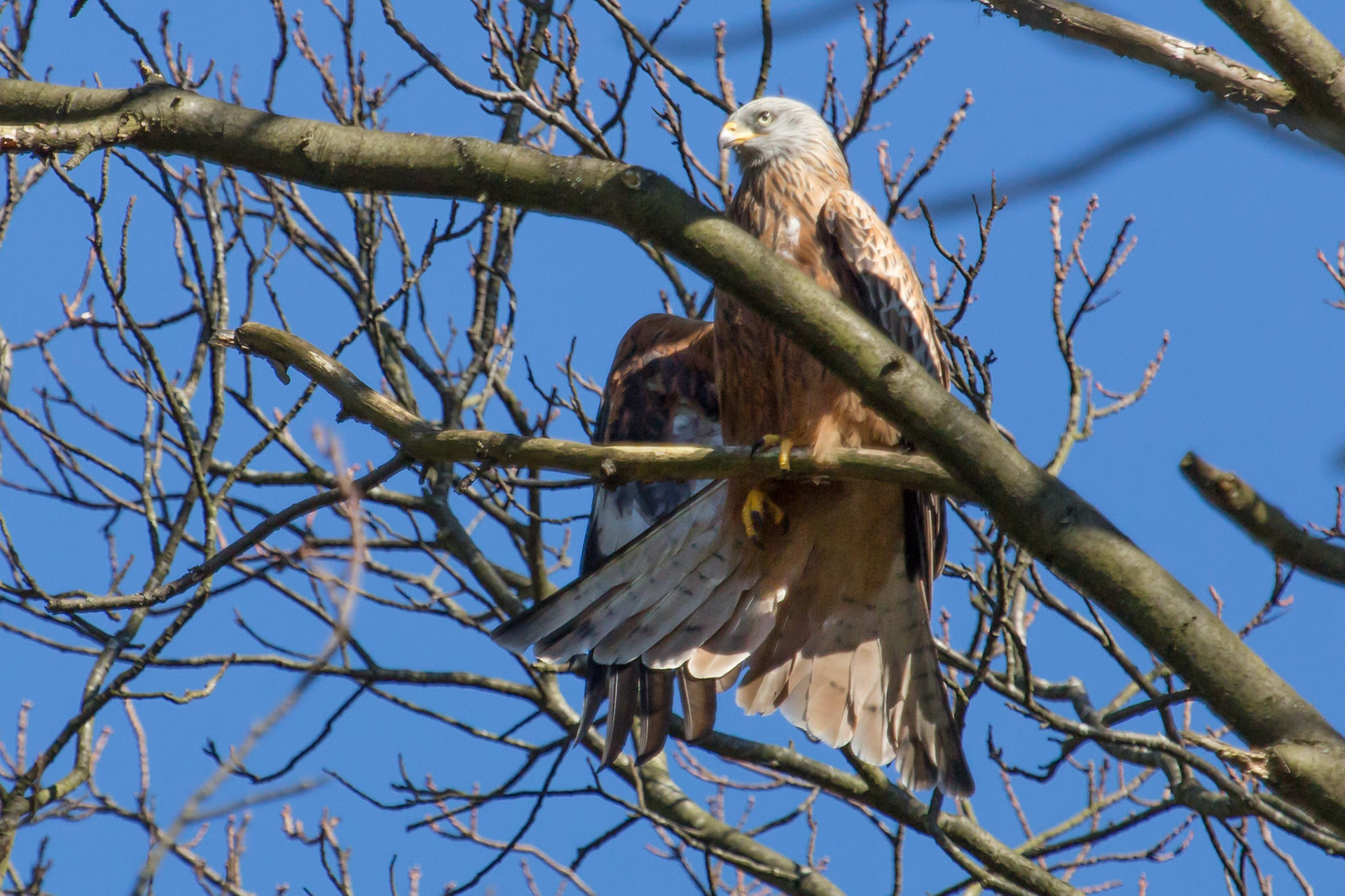 The Surrey Journal Red Kites attempting to nest