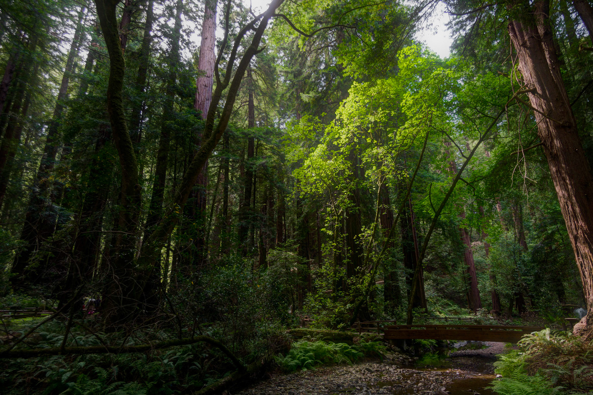 Muir Woods