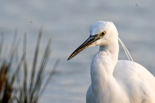 Aigrette Garzette _ Domaine des Oiseaux Mazères