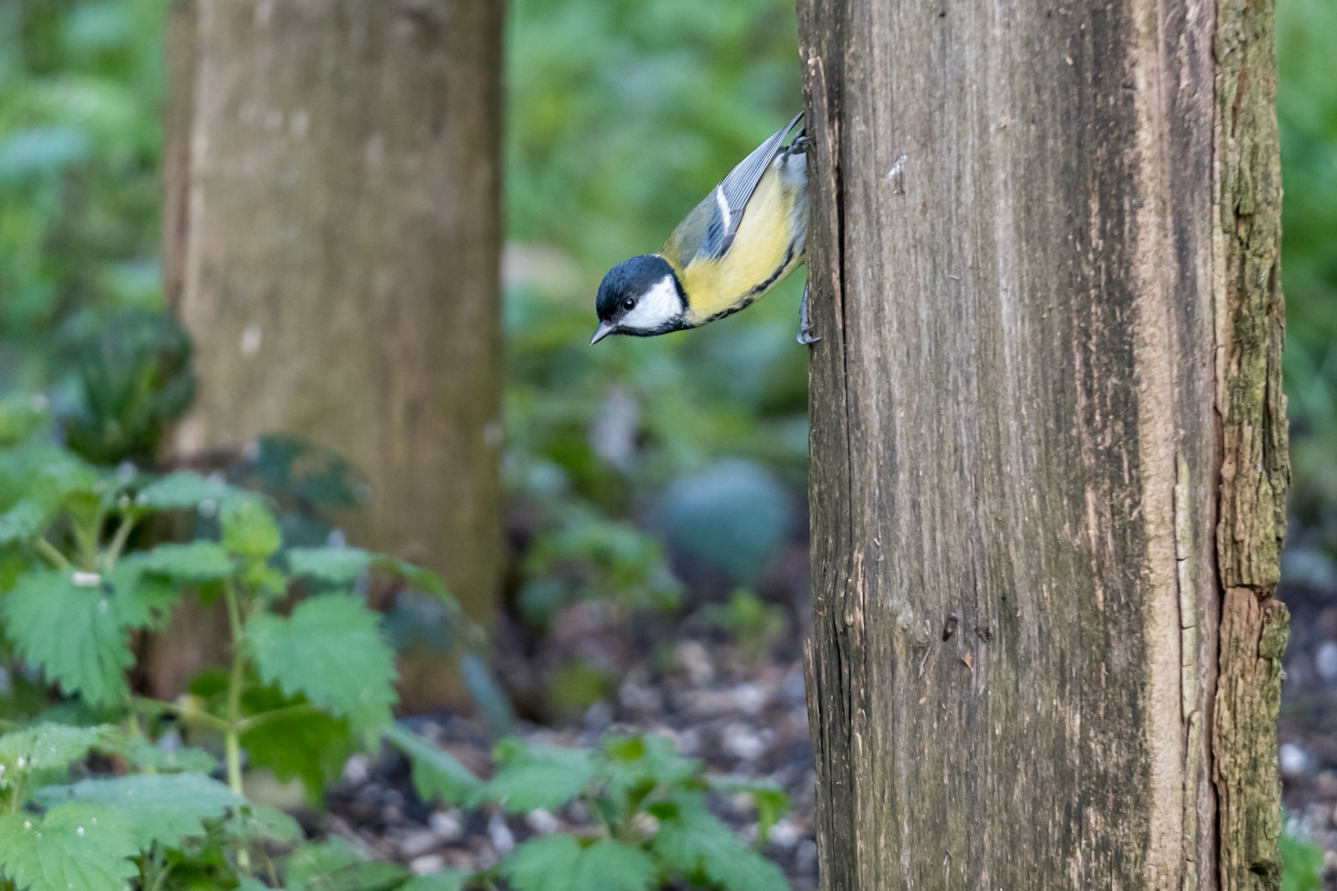 Mésange Charbonnière _ Domaine des Oiseaux Mazères