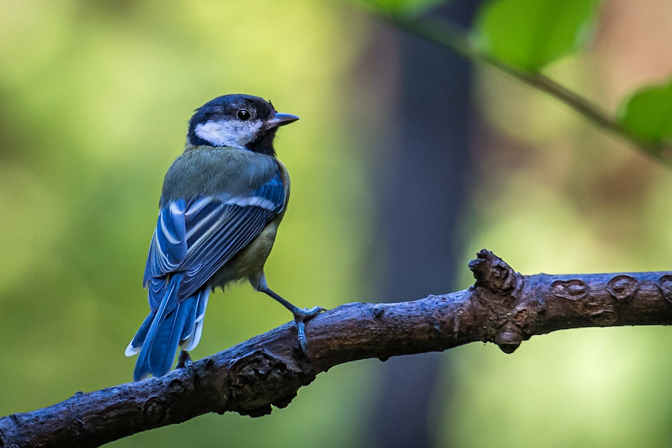 Mésange Bleue _ Domaine des Oiseaux Mazères