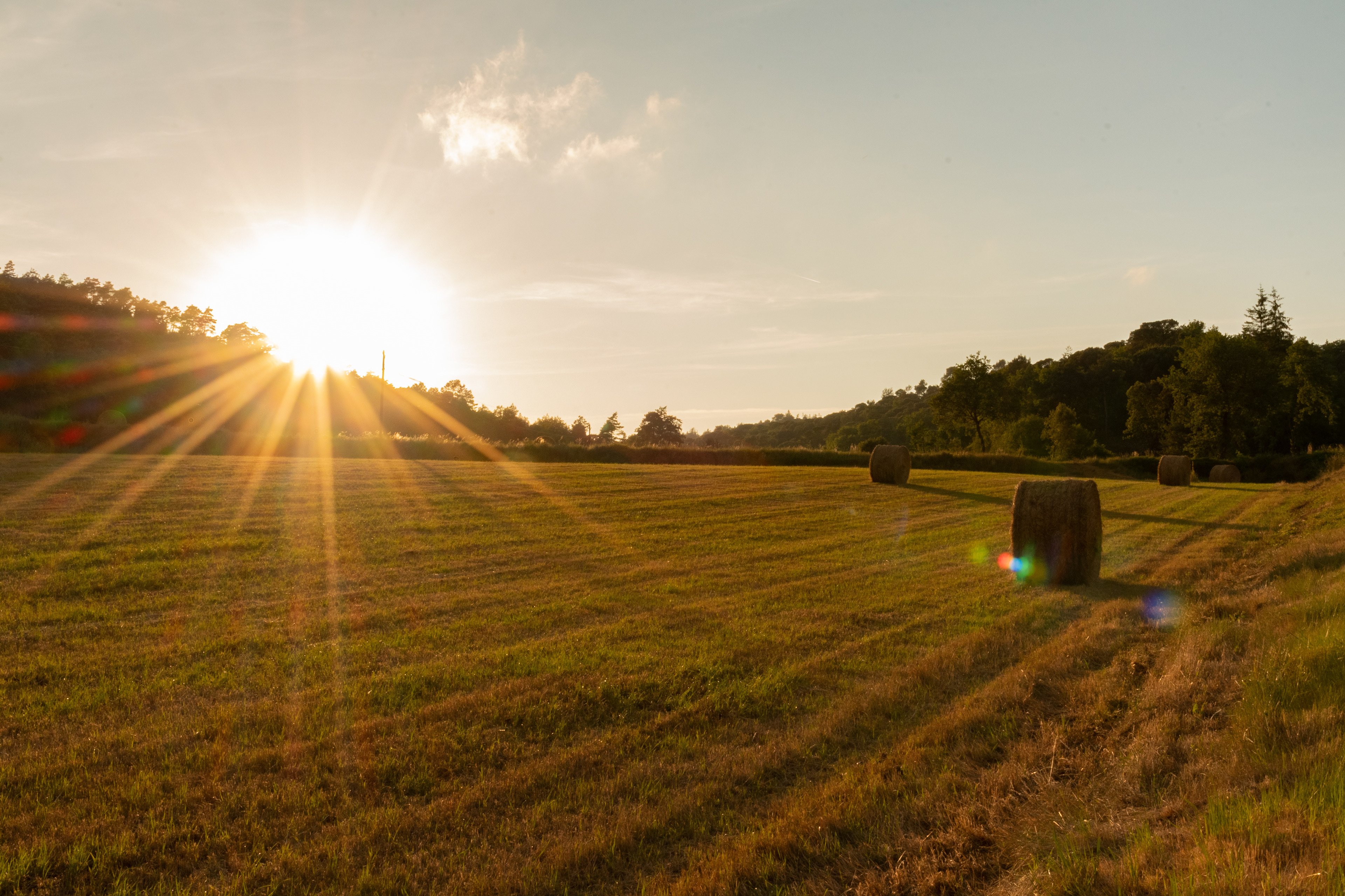 Puesta de sol en un cultivo en Sant Quirze Safaja
