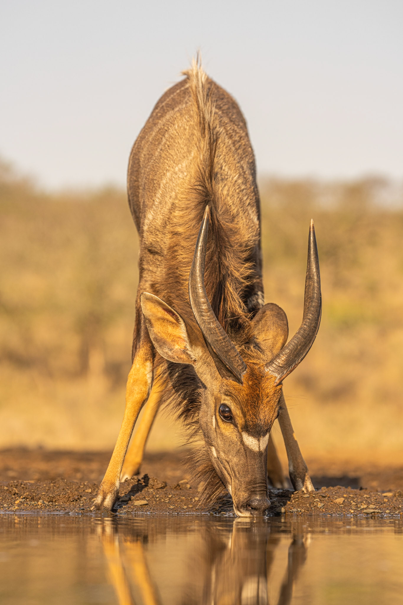 Young nyala buck
