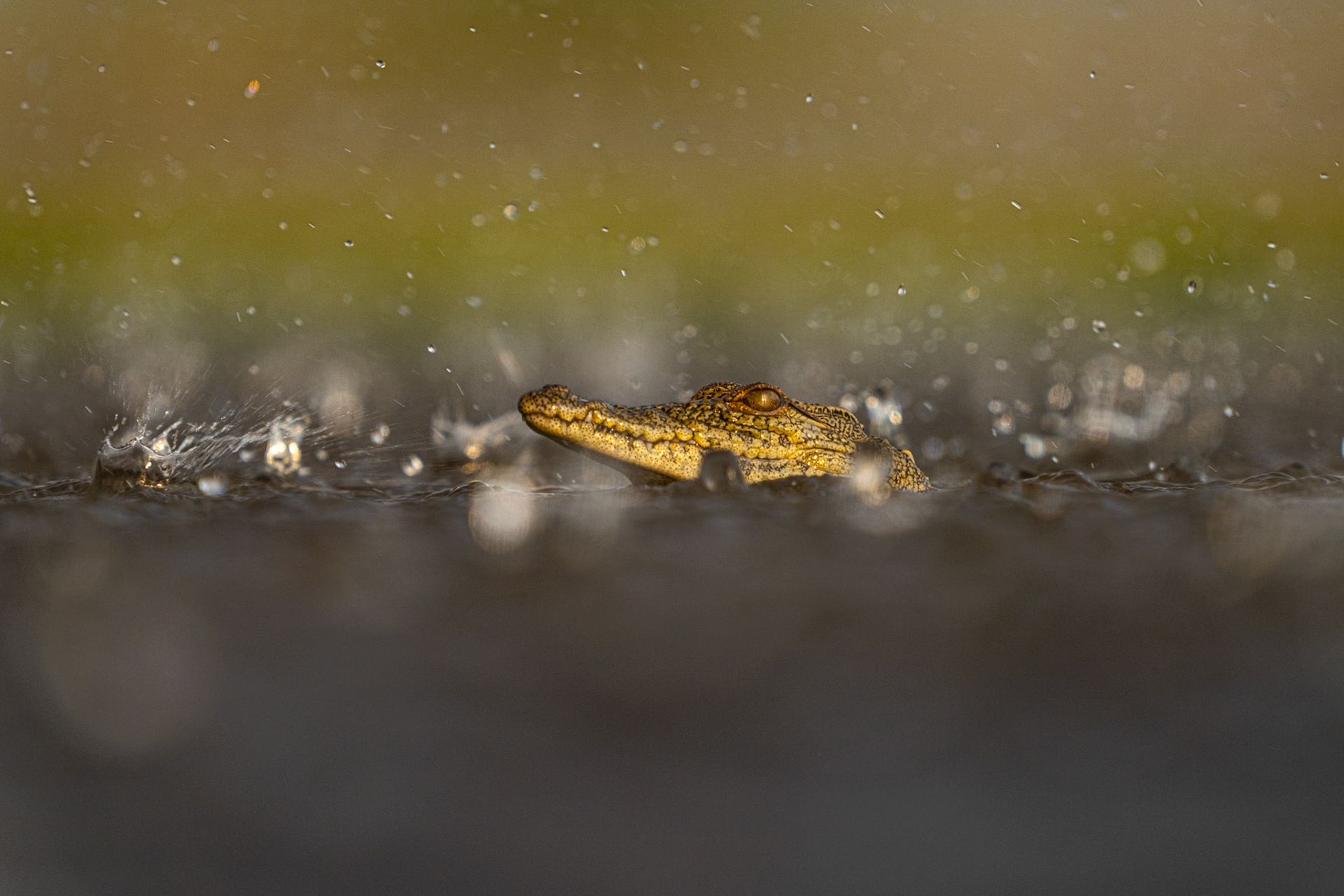 Little croc in a rainstorm