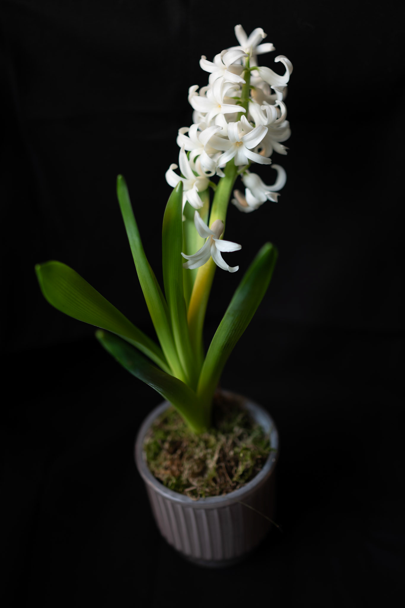 35mm 1/40s f/2 ISO 50