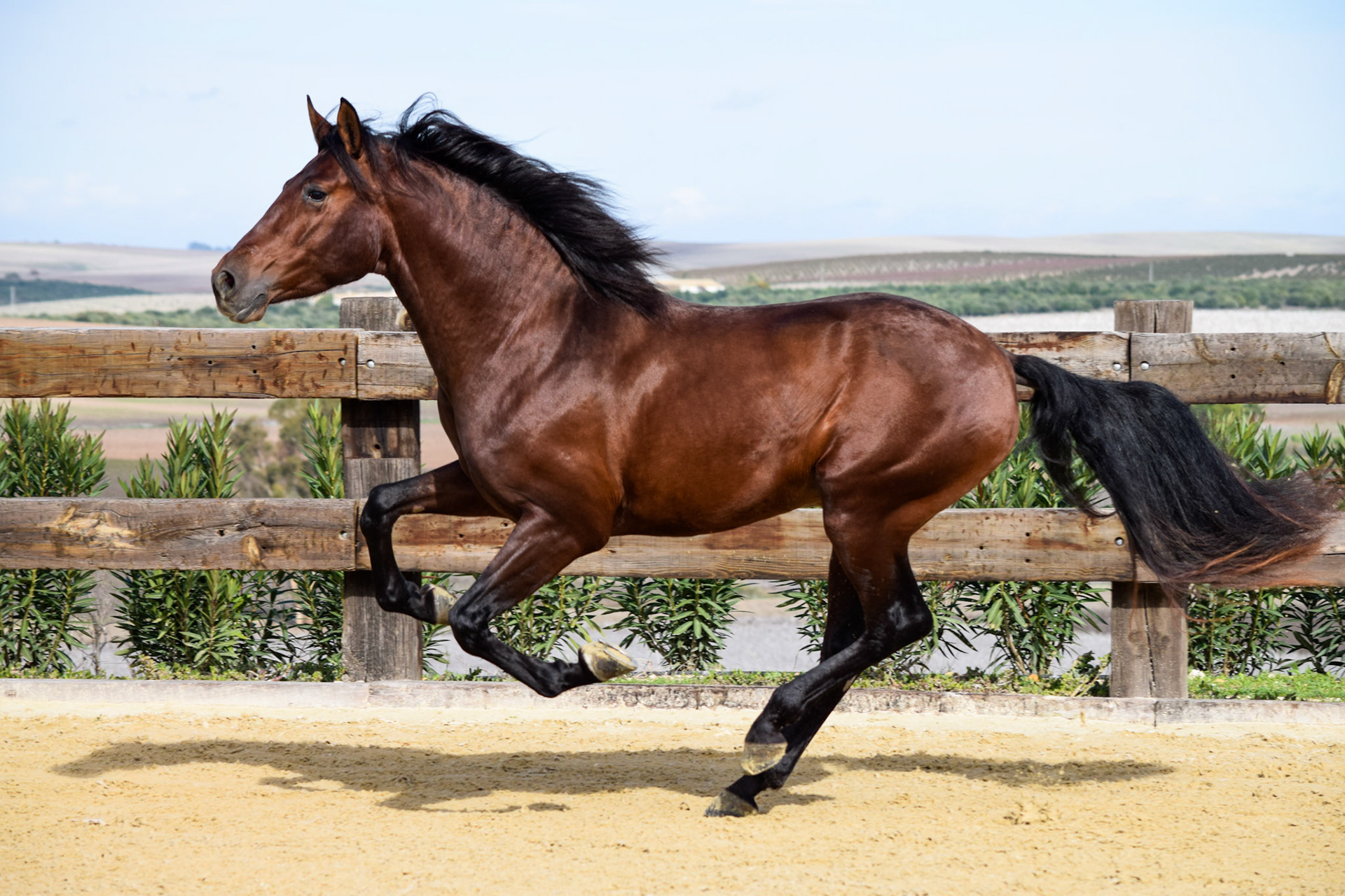 PRE Stallion 4 years