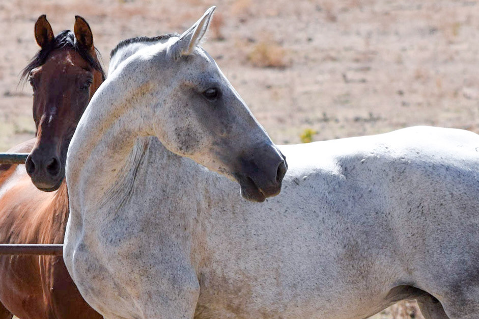 from "Andalusian Stud Farm in Summer"