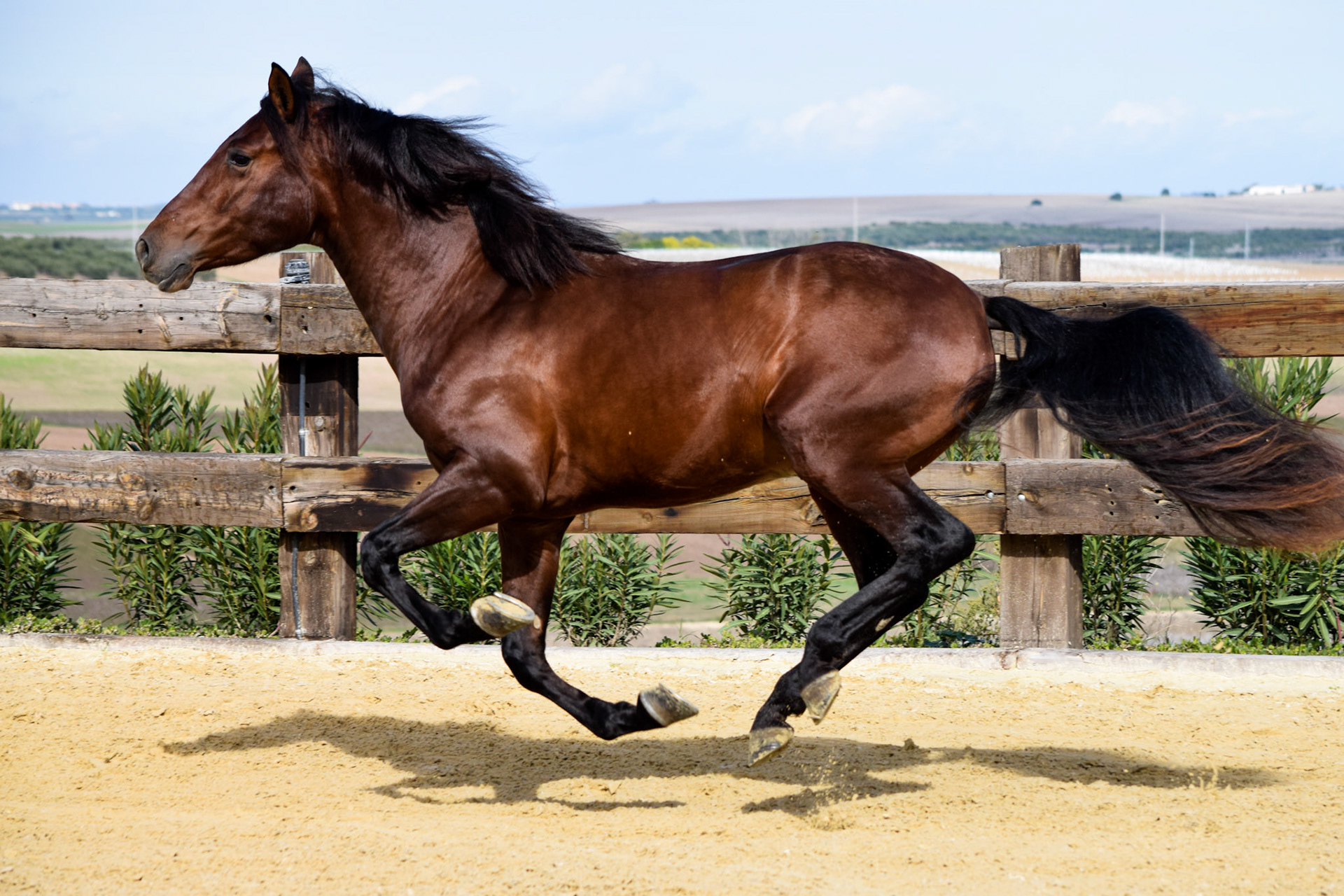 PRE Stallion 4 years