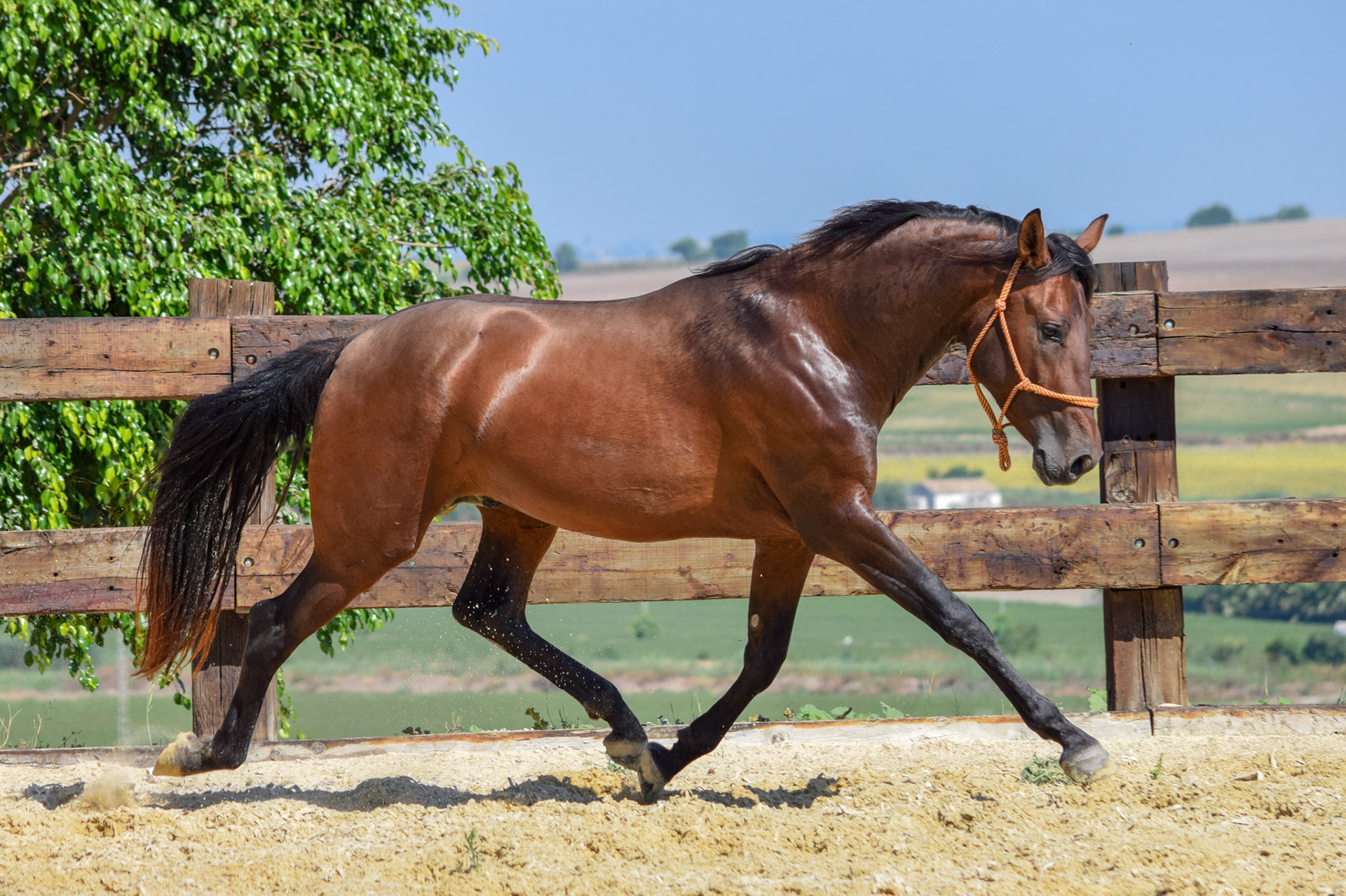 PRE Stallion 3 years