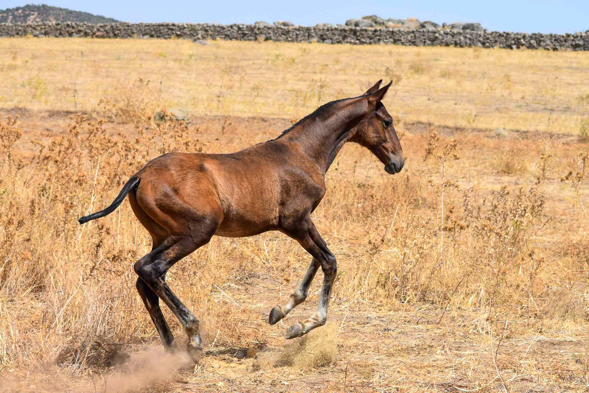 from "Andalusian Stud Farm in Summer"
