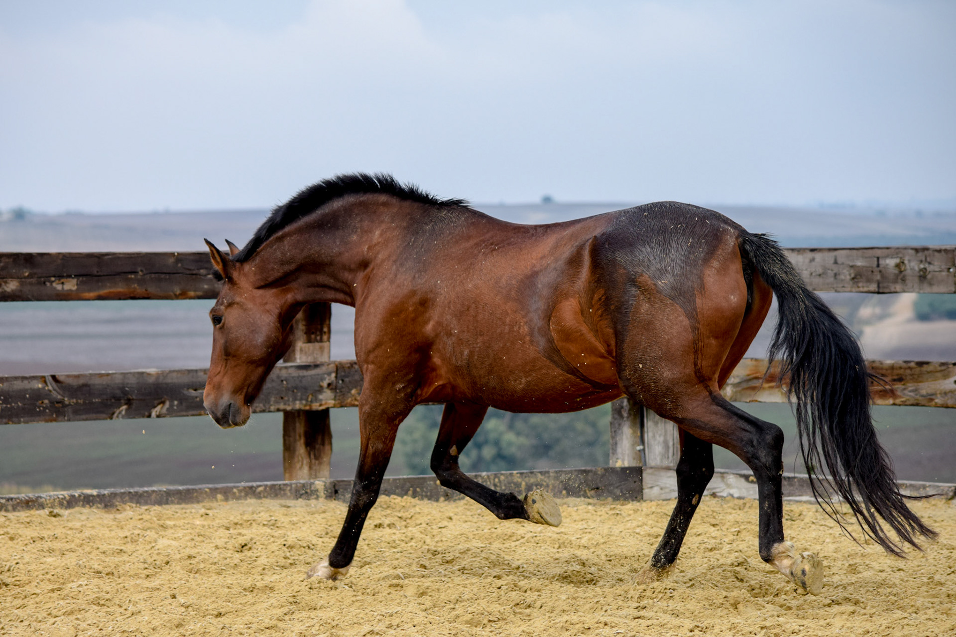 PRE Broodmare