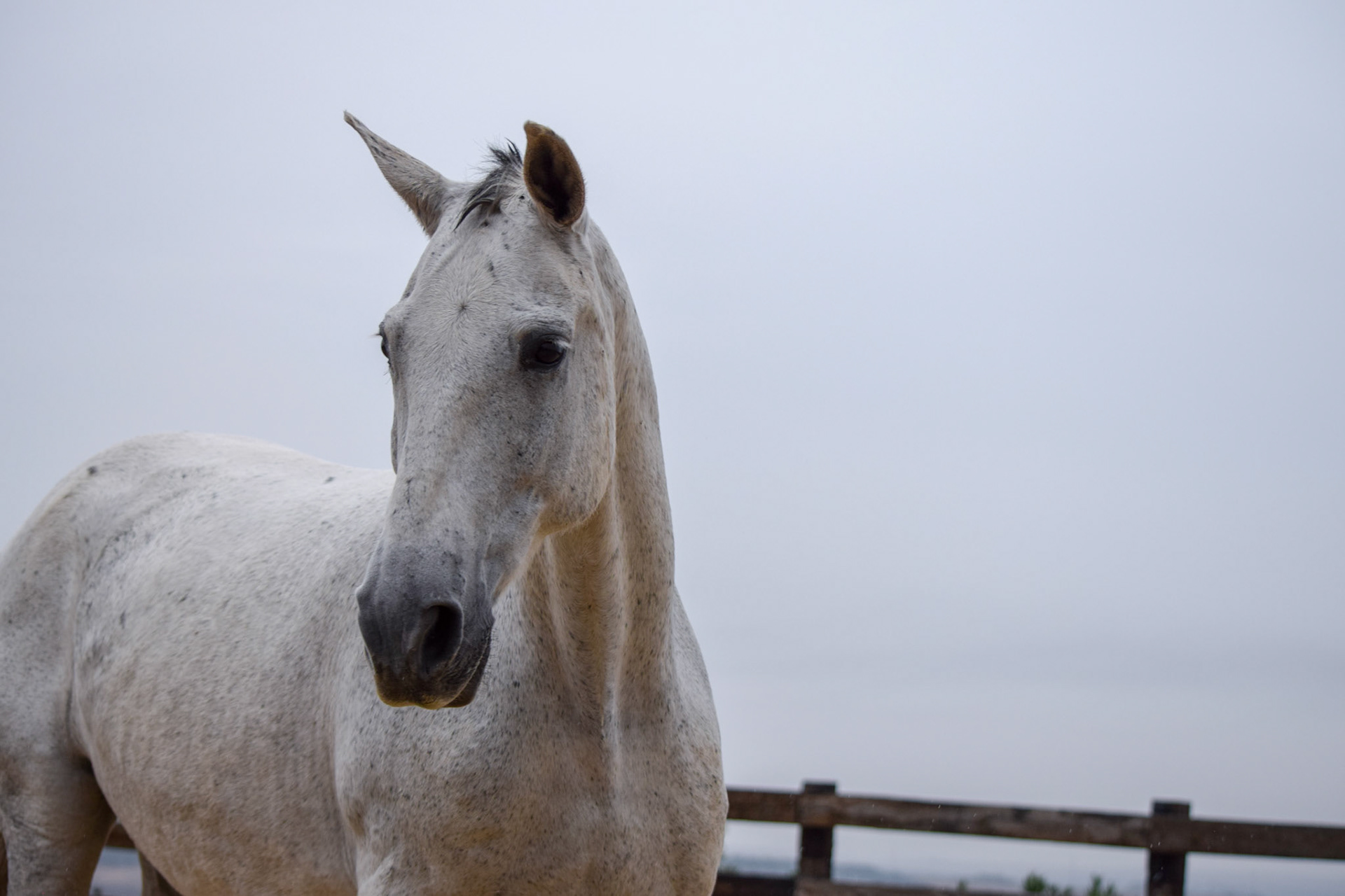 PRE Broodmare