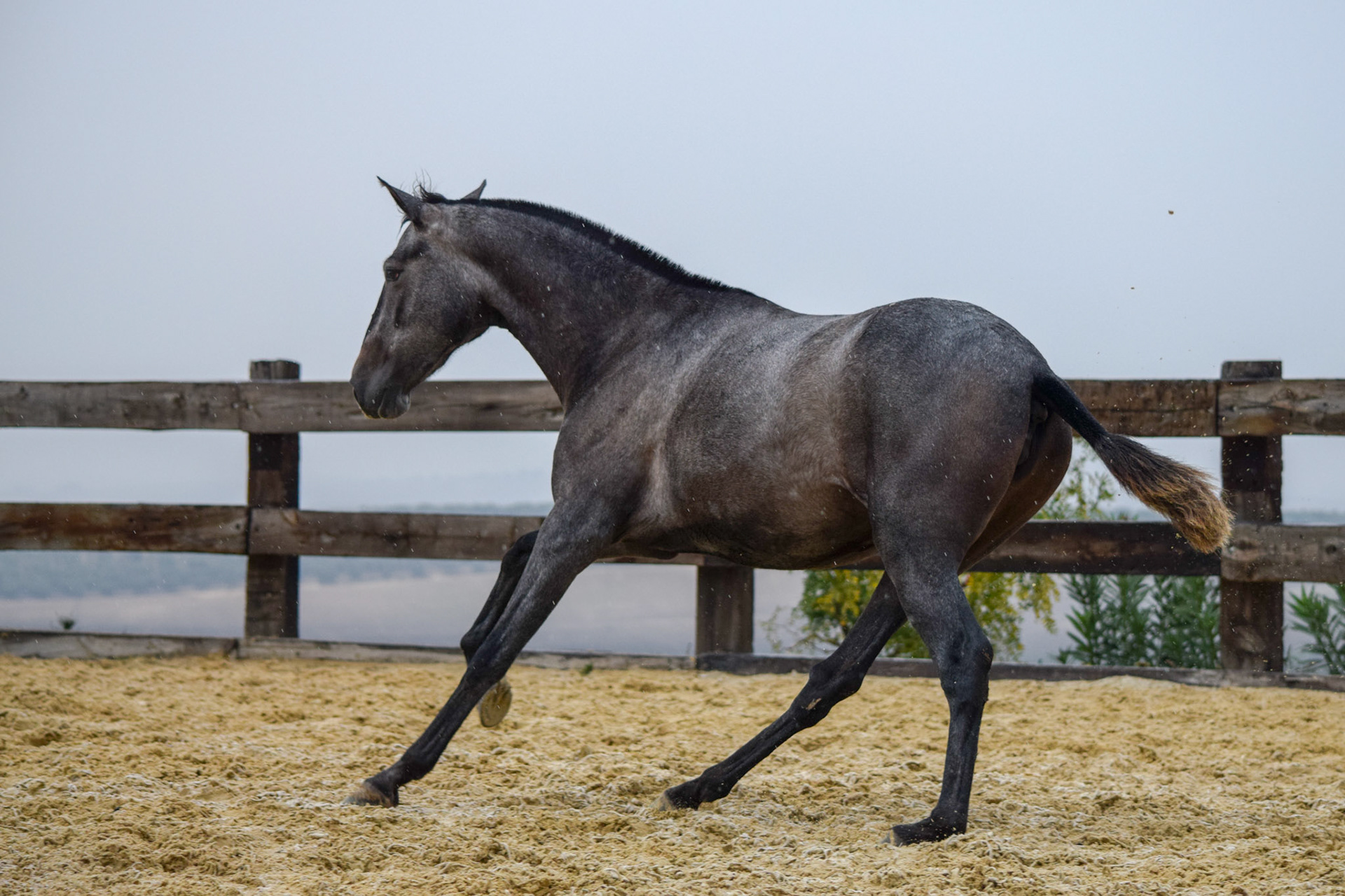 PRE Filly 2 years