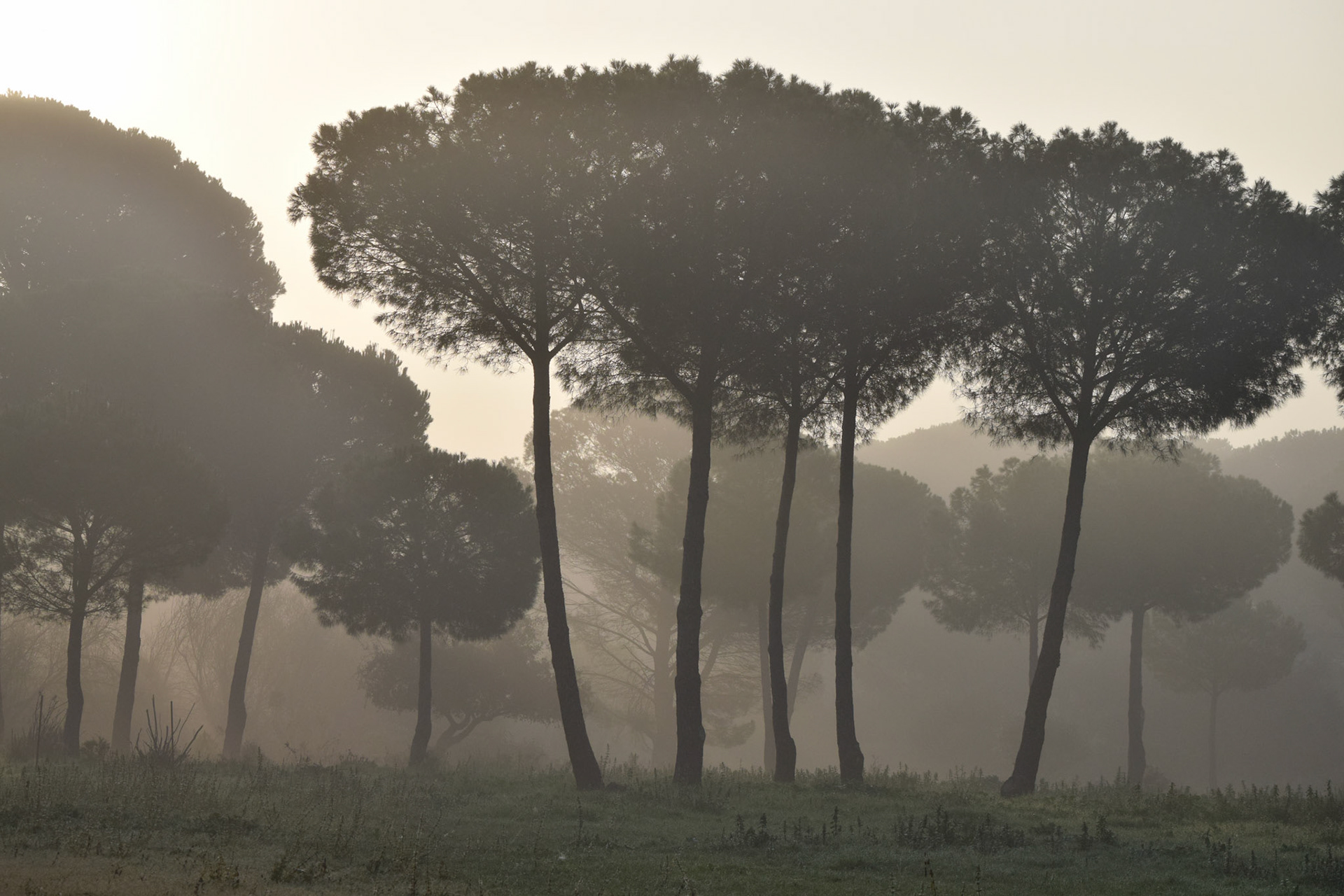 from "La Doñana National Park"