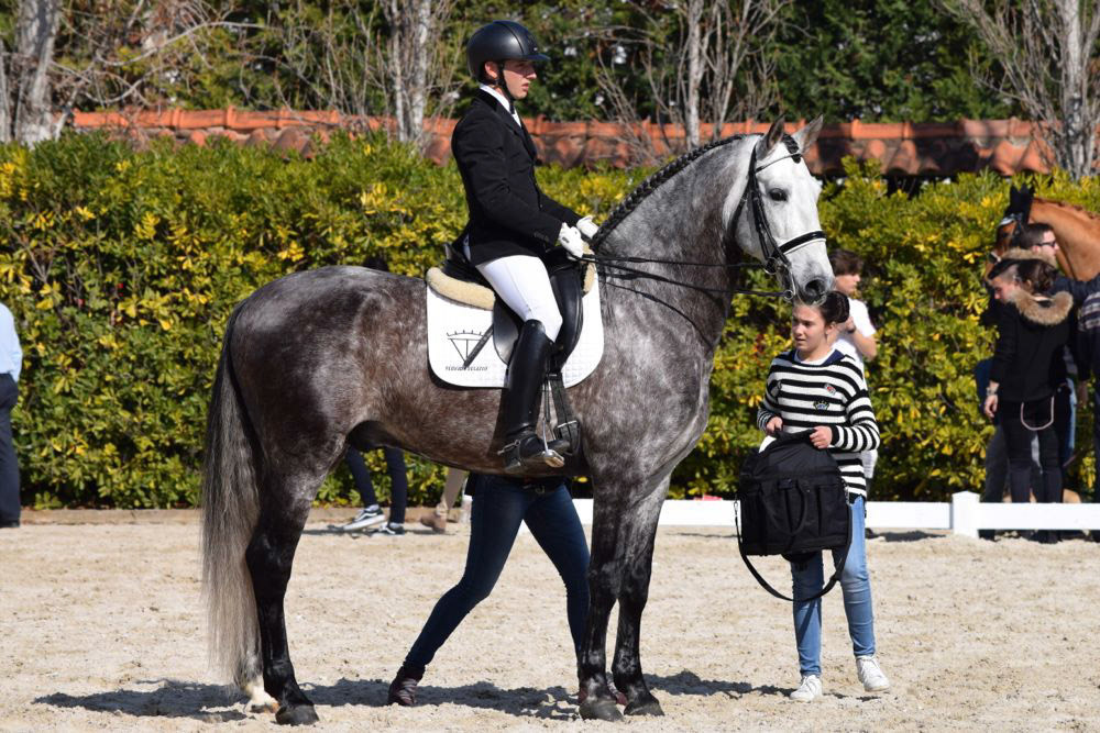 Marc Amat & PRE Stallion Ambicioso