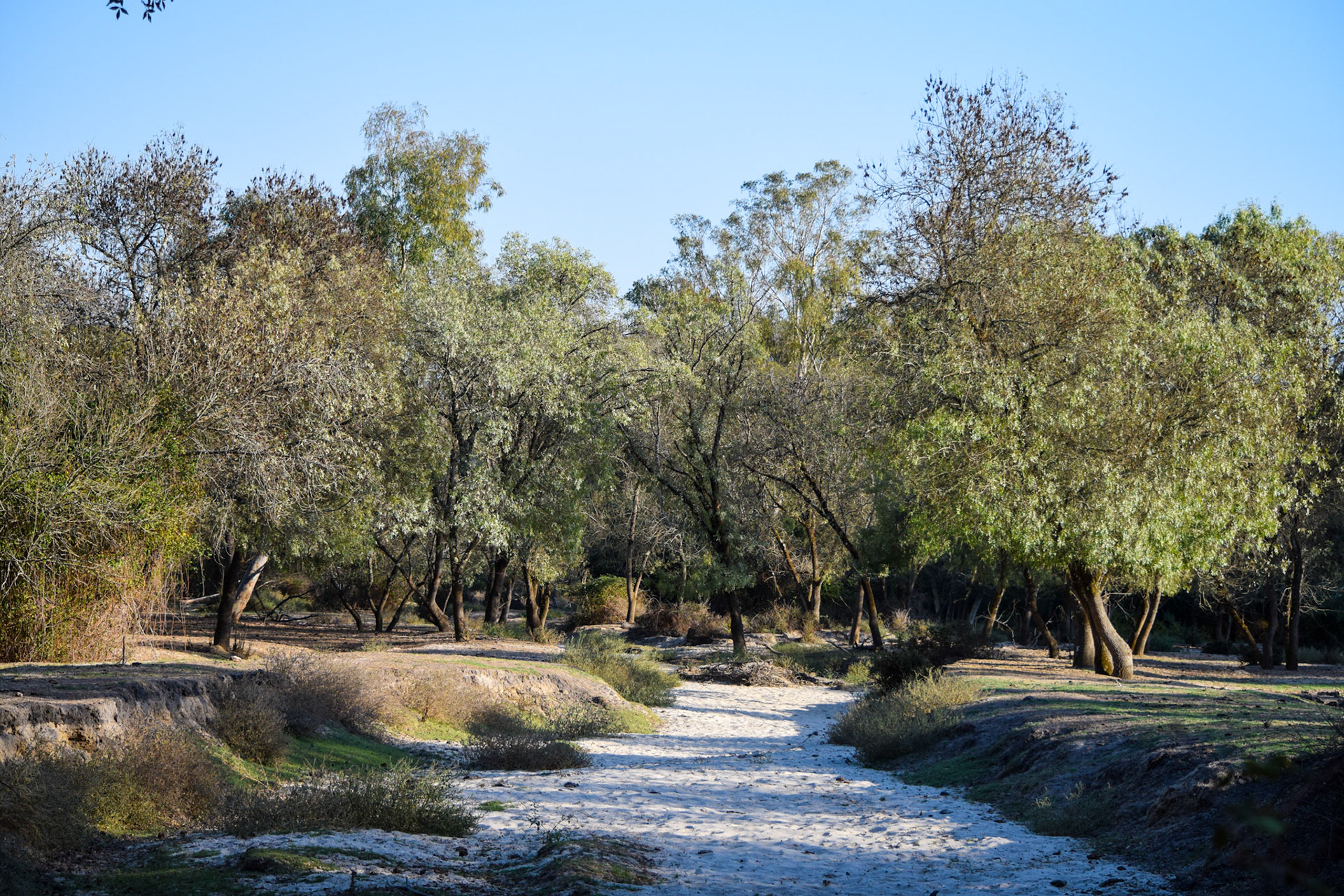 from "La Doñana National Park"