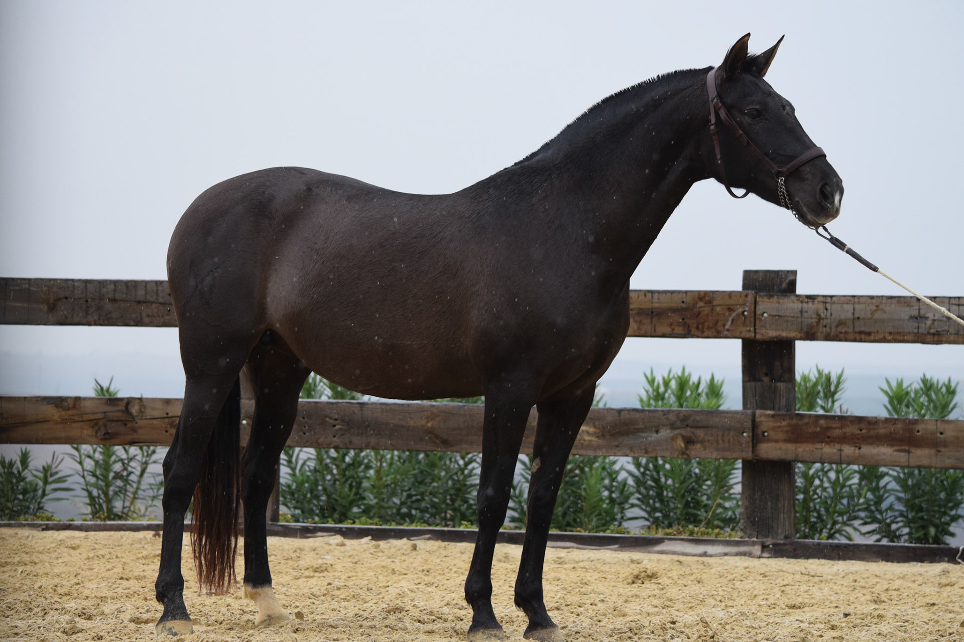 PRE Broodmare
