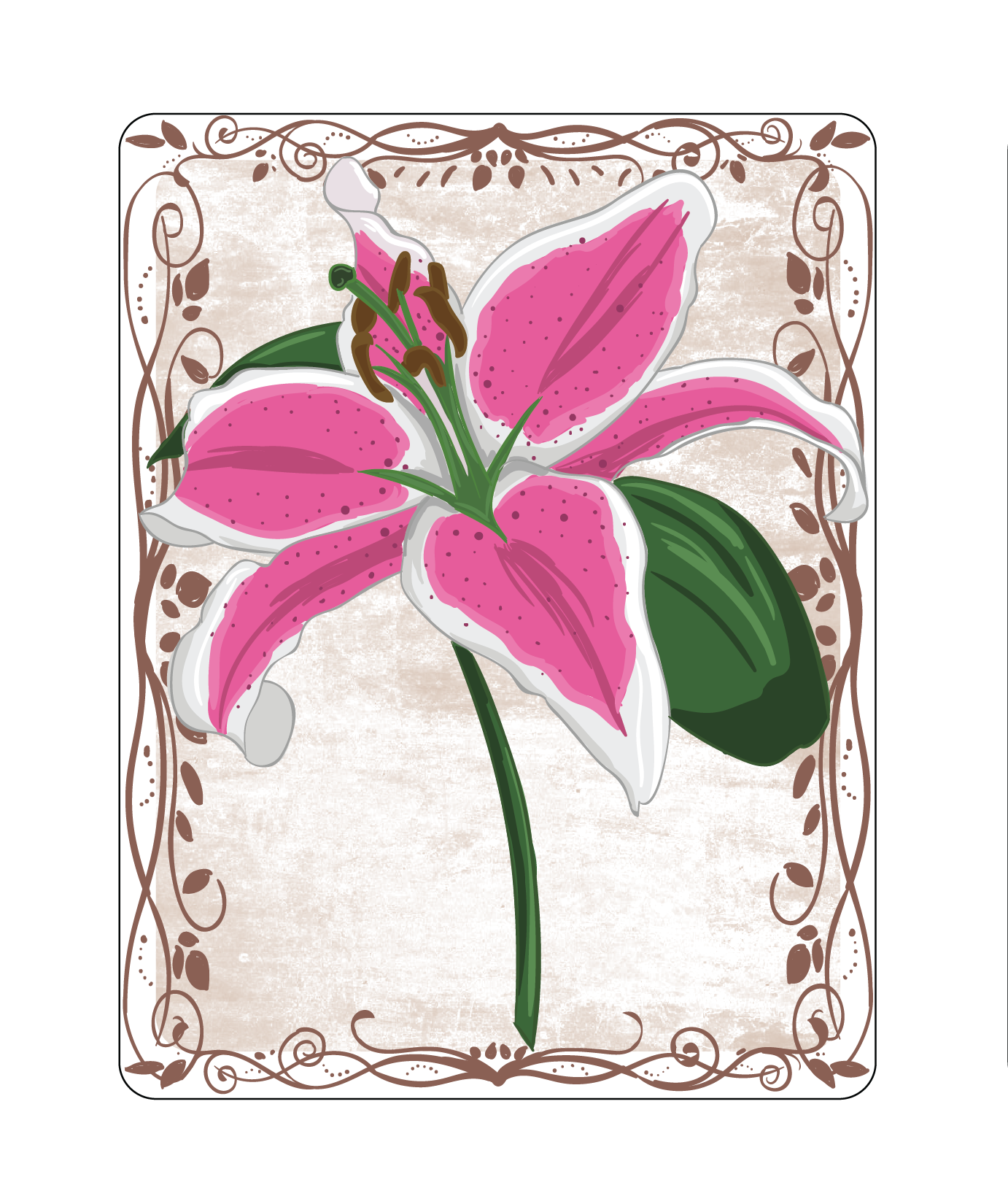 Stargazer/Oriental Lily