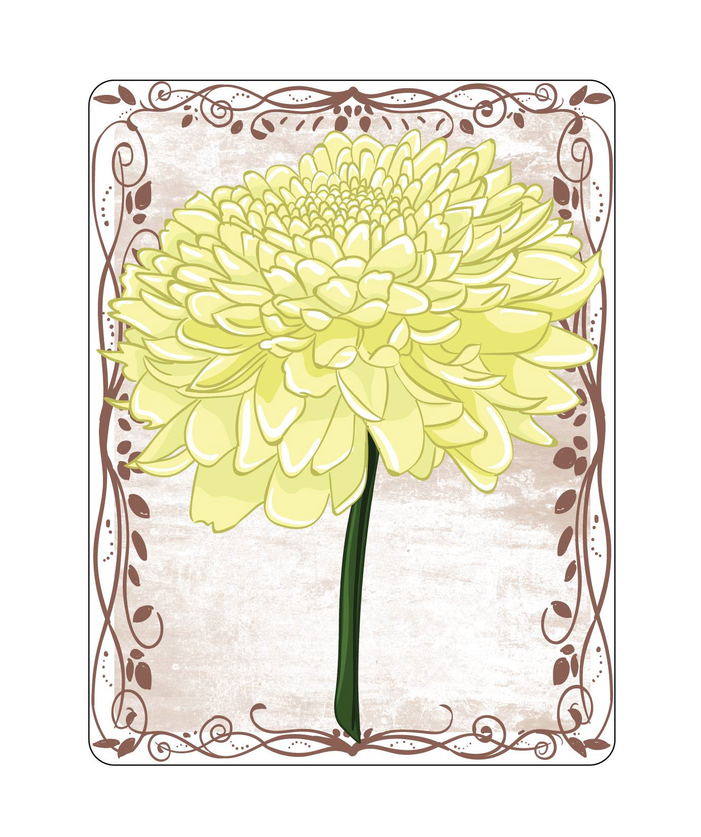 Chrysanthemum