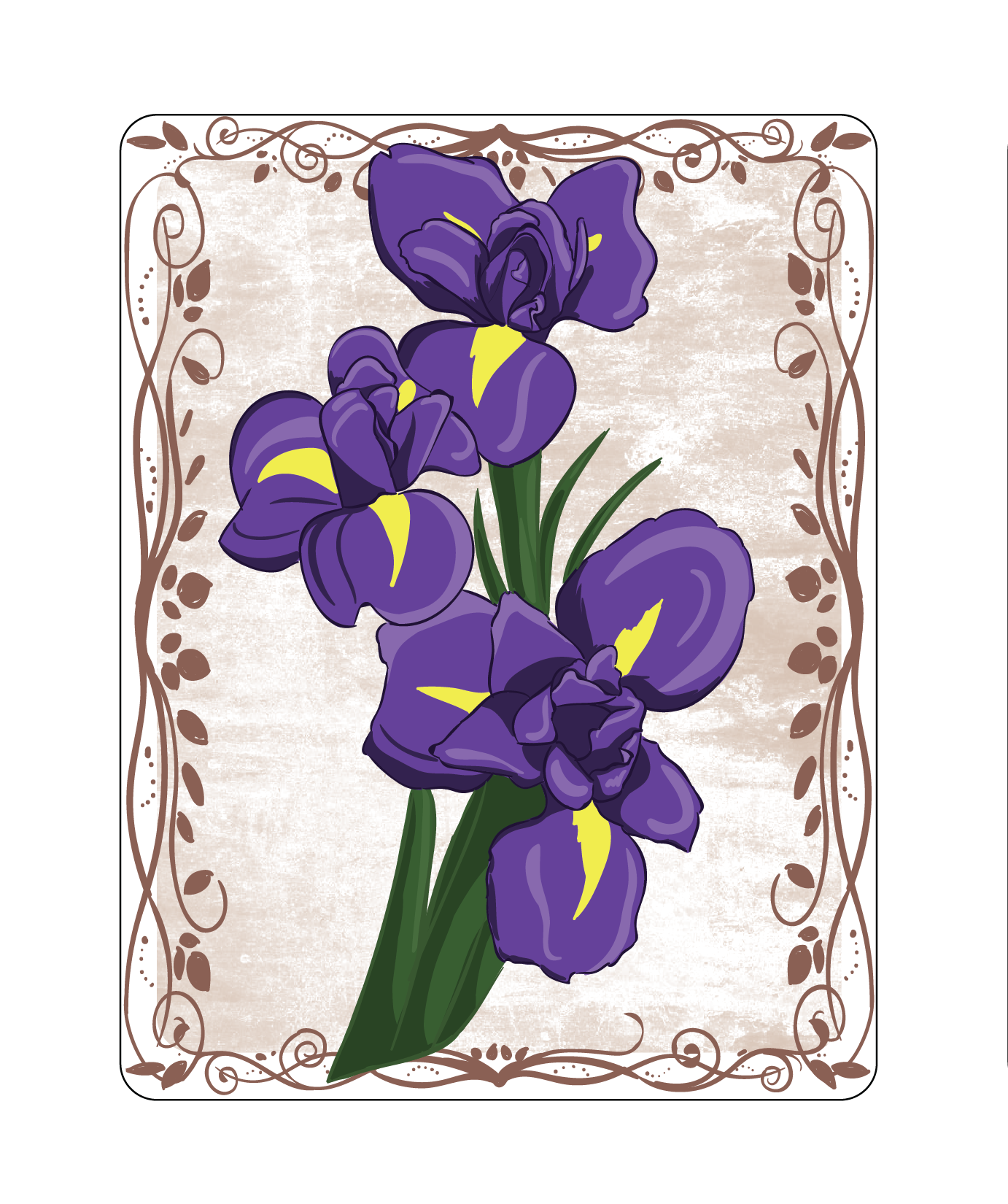 Iris