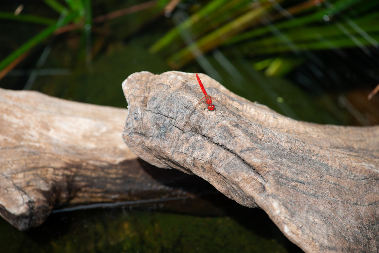 Red DragonFly