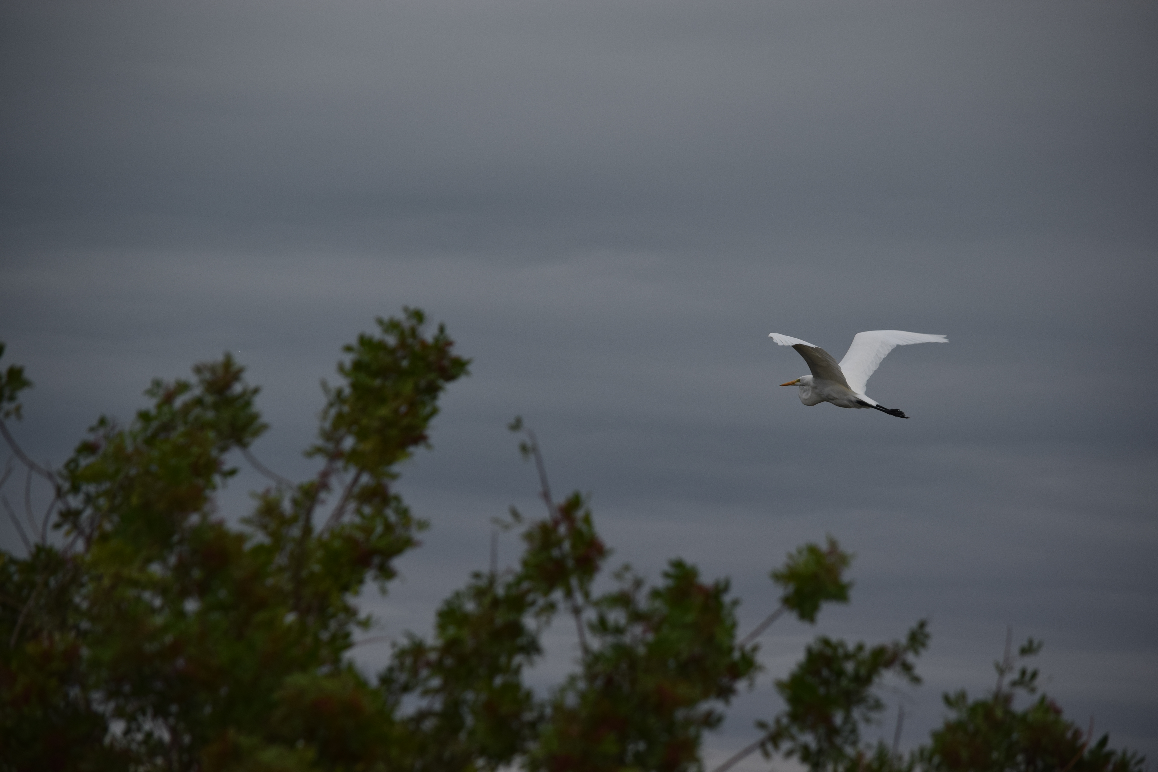 Matthew Mohondro - Corpus Christi Birds