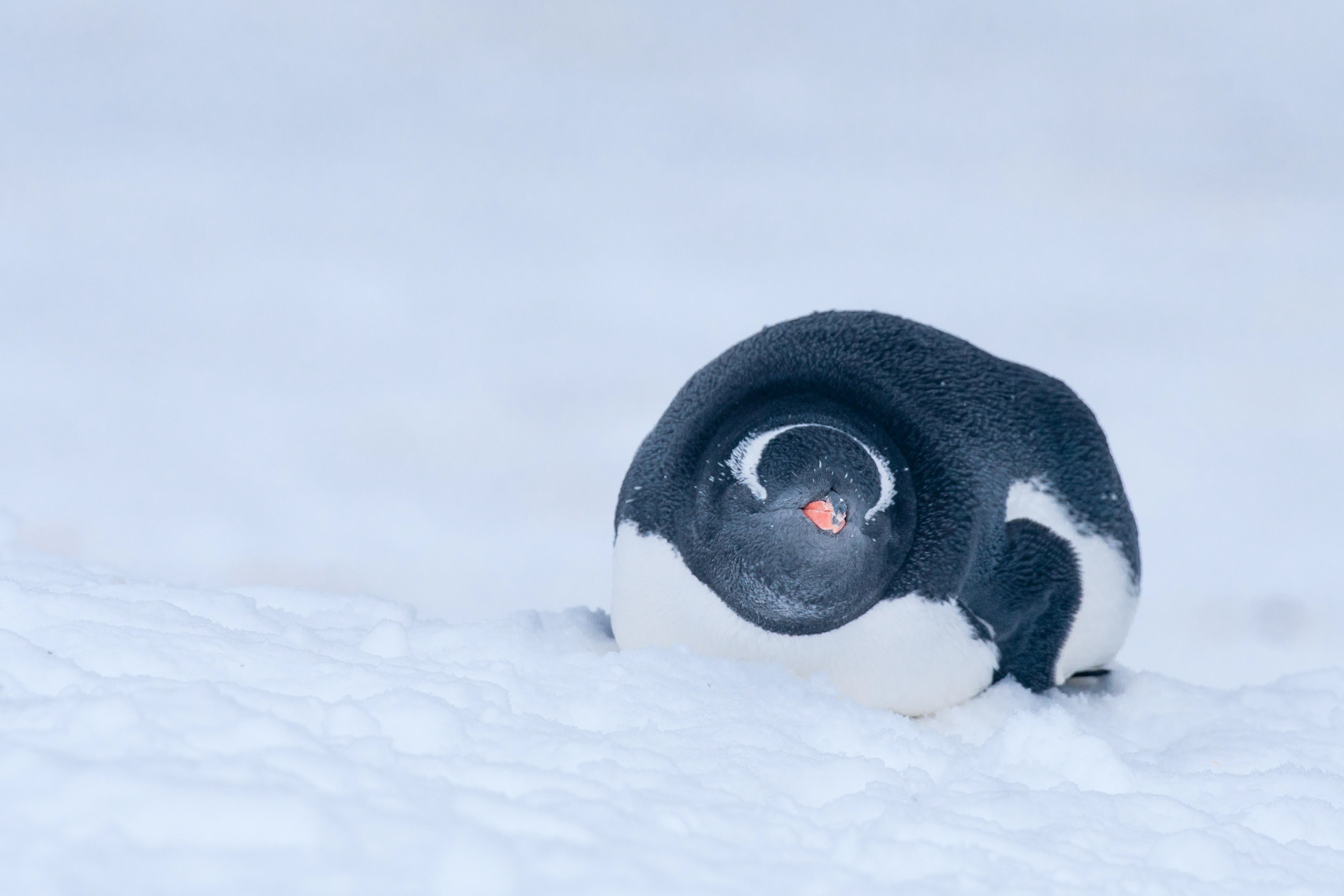 Gentoo Penguin