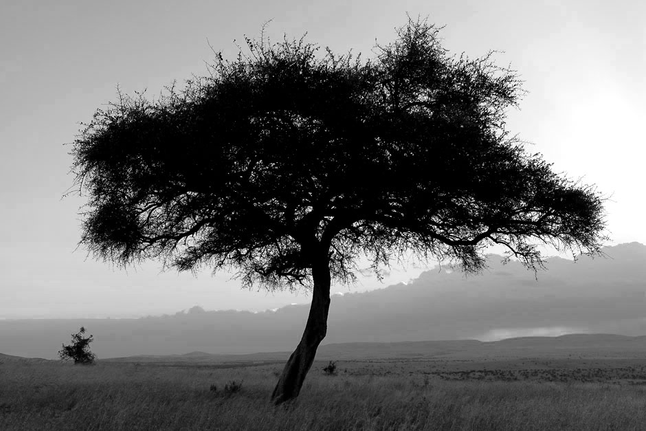 MAASAI MARA KENYA AFRICA 2013