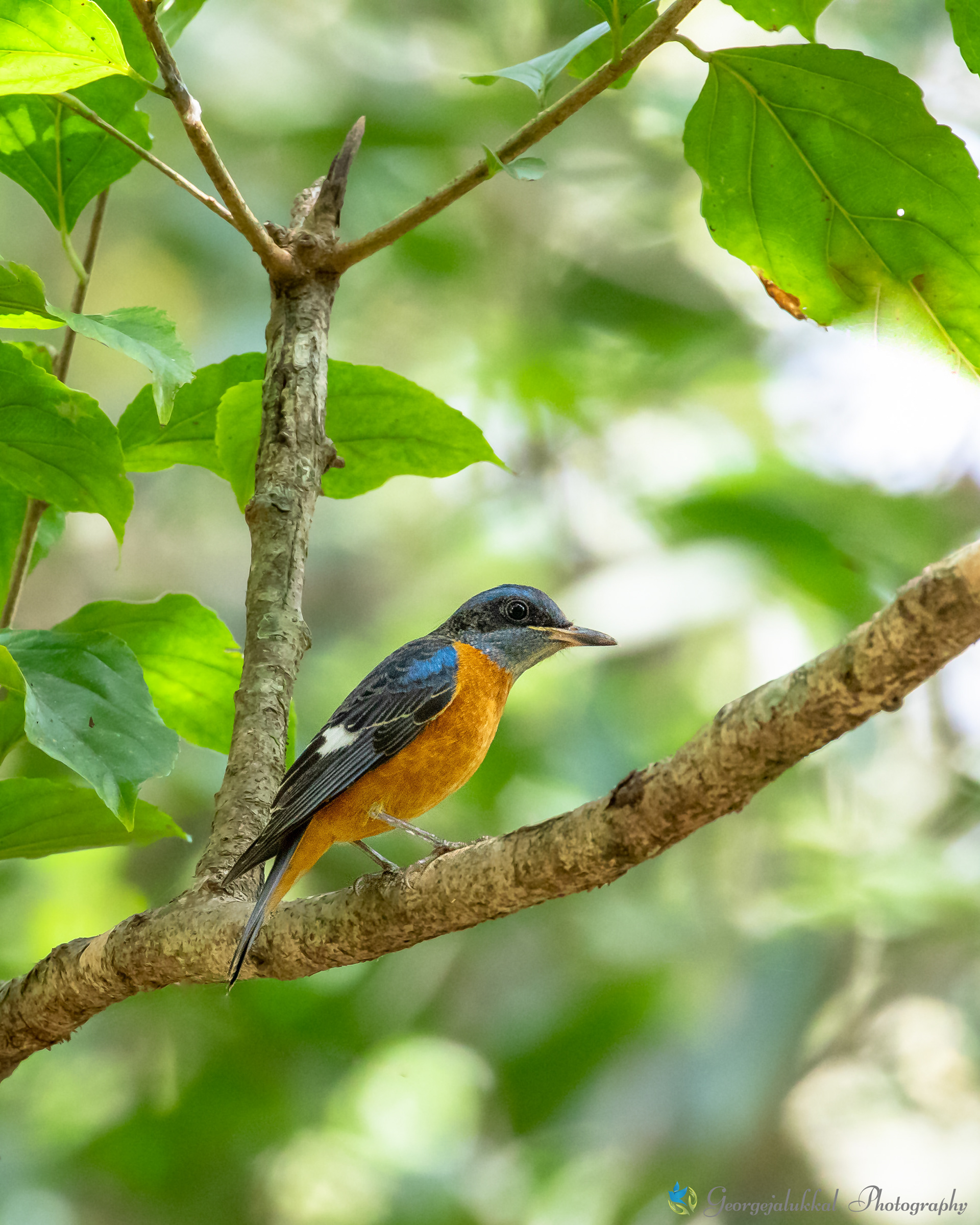 Blue capped rock thrush | മേനിപ്പാറക്കിളി