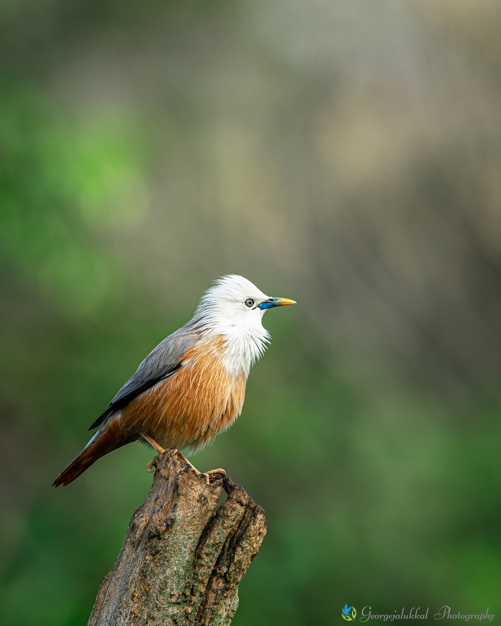 Malabar/Blyth's Starling | ഗരുഡന് ചാരക്കാളി