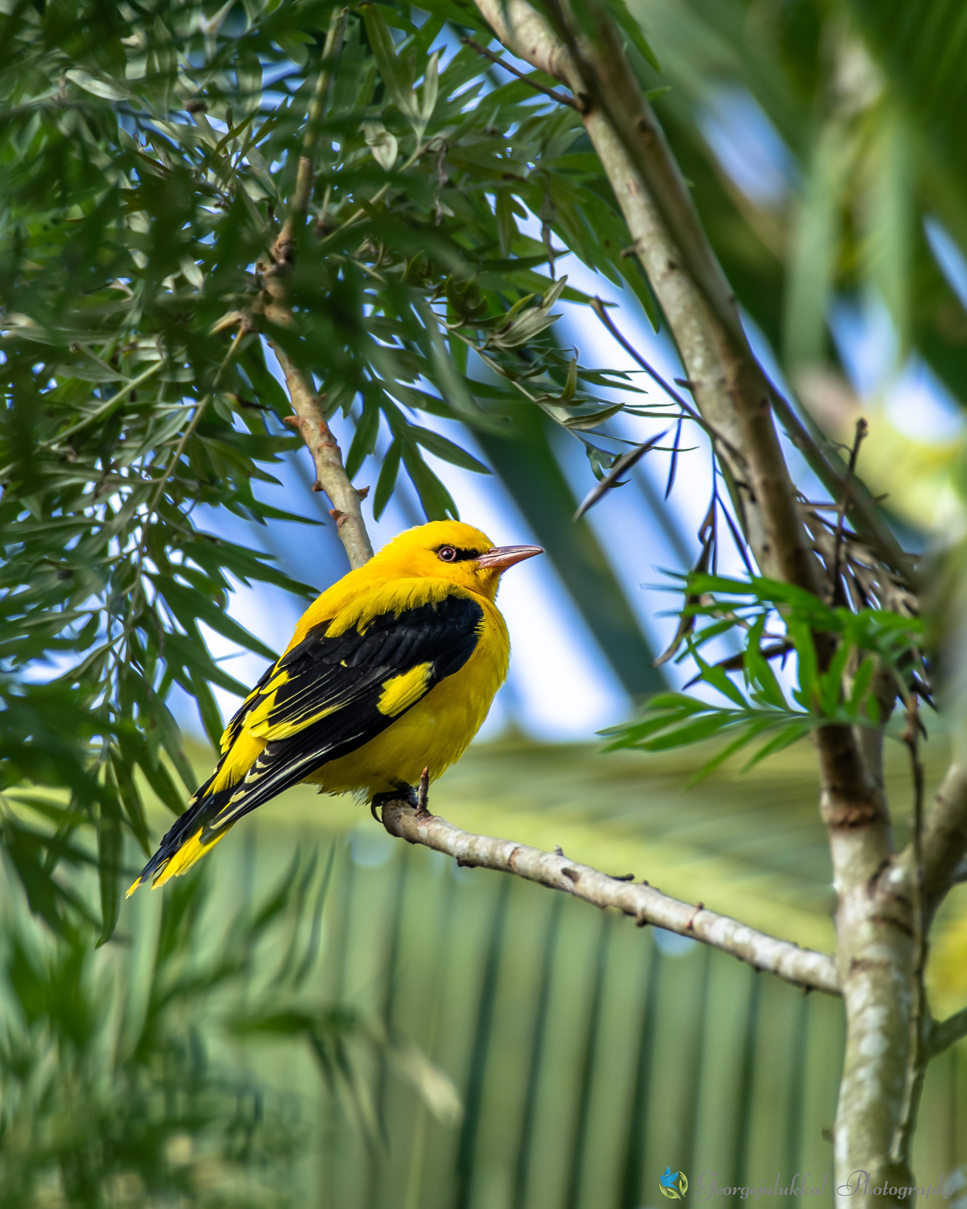 Indian golden oriole / മഞ്ഞക്കിളി