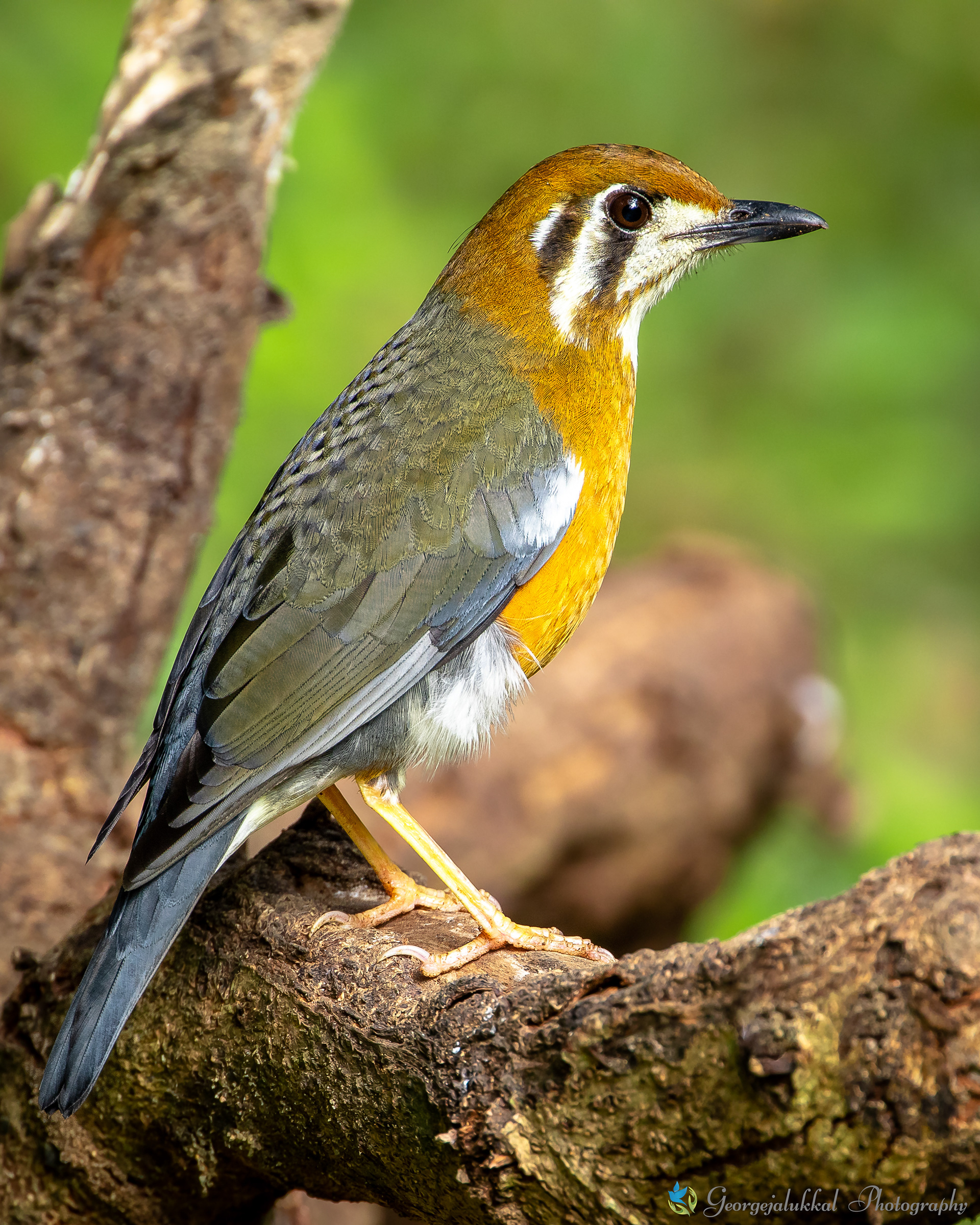 Orange headed thrush | കുറിക്കണ്ണന് കാട്ടുപുള്ള്