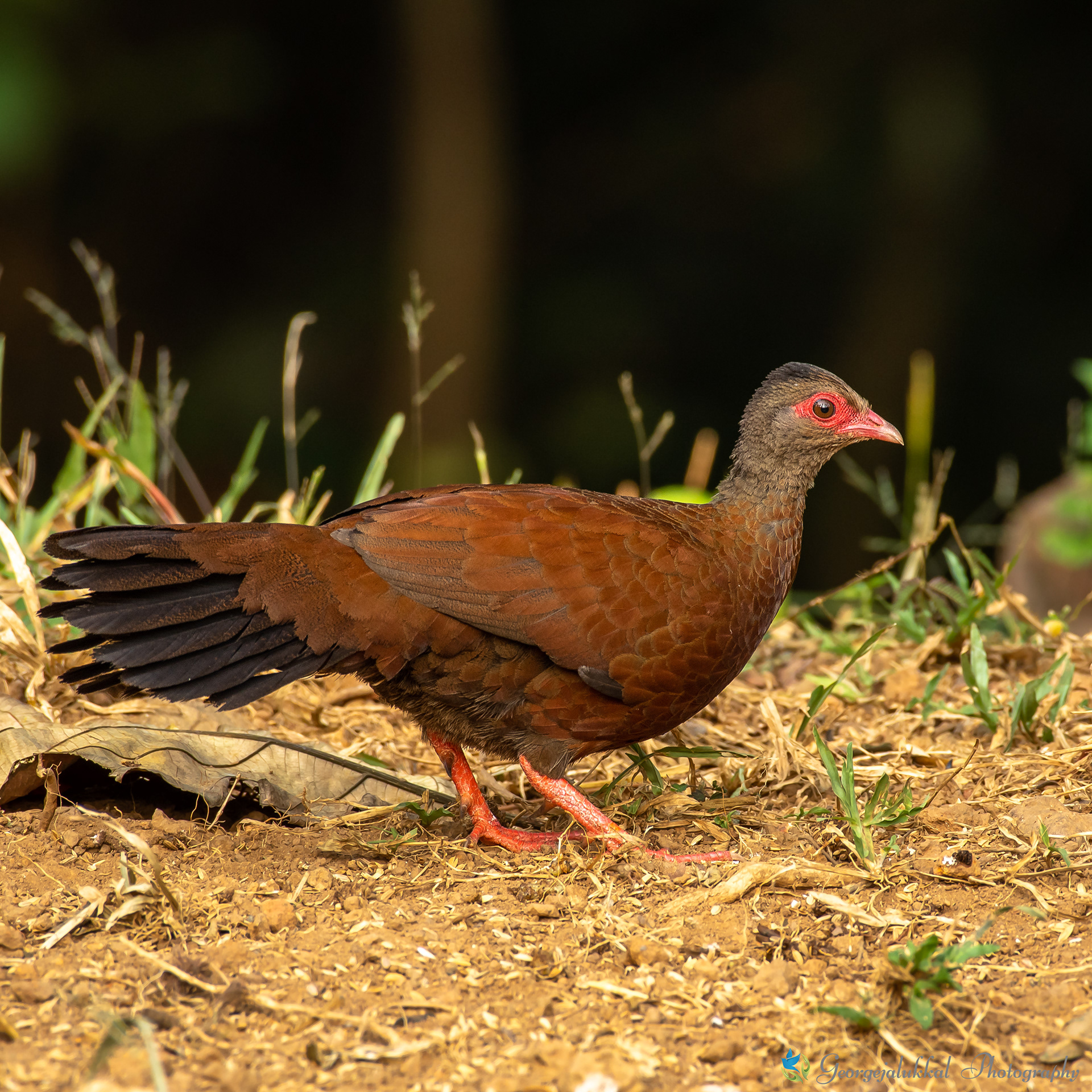 Red spurfowl, Male | ചെമ്പന് മുള്ളന്കോഴി