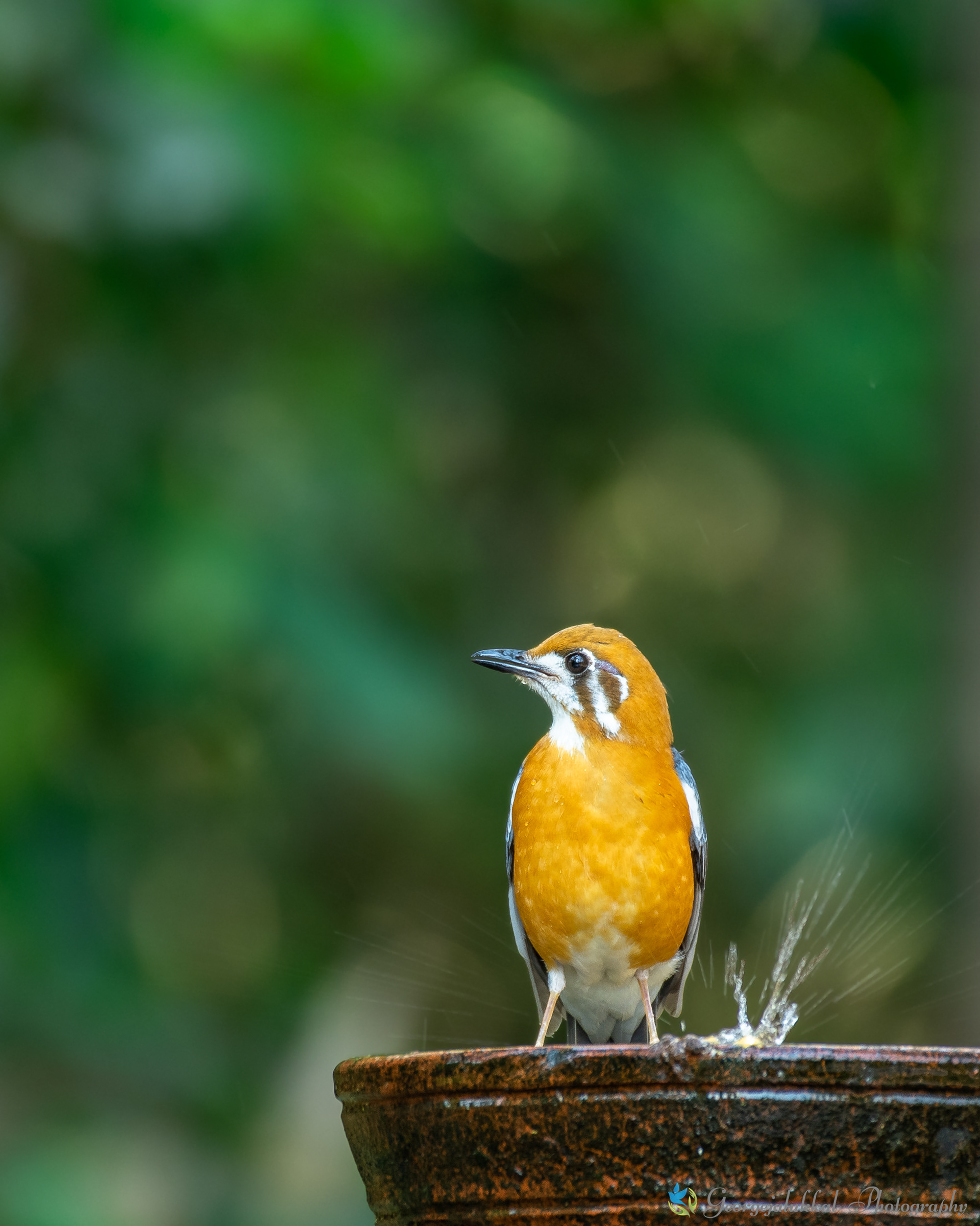 Orange Headed Thrush / കുറിക്കണ്ണൻ കാട്ടുപുള്ള്
