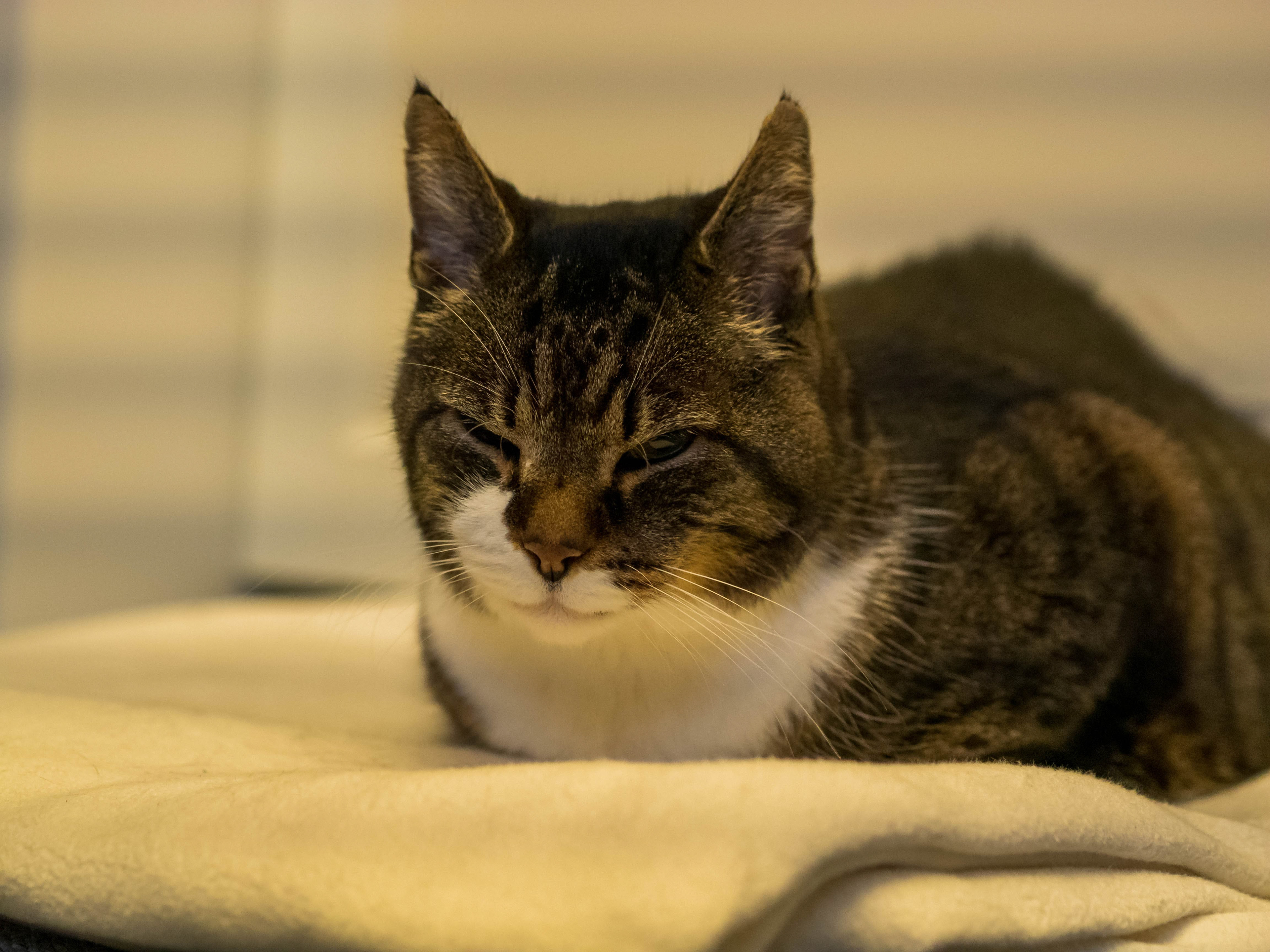 Cat Dozes